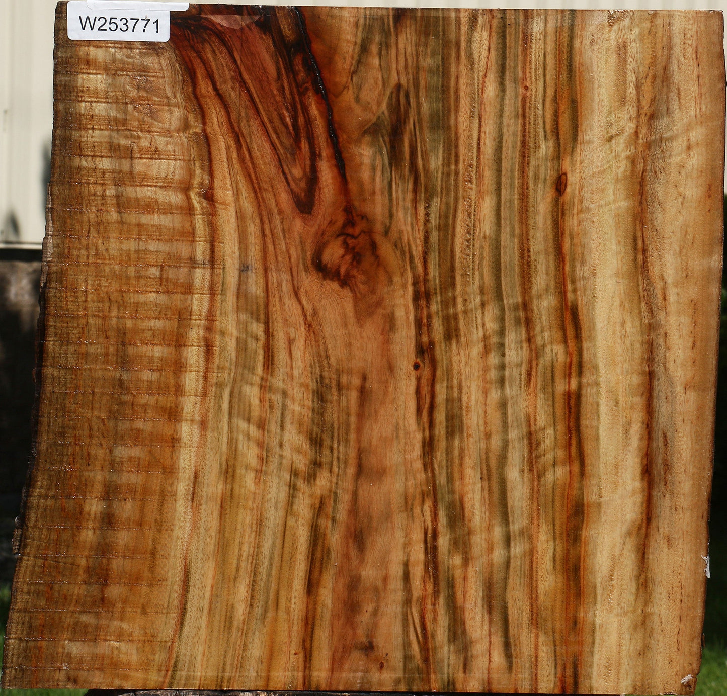 Figured Camphor Live Edge Bowl Blank
