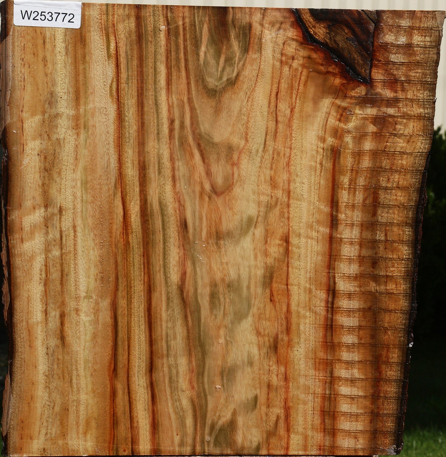 Figured Camphor Live Edge Bowl Blank