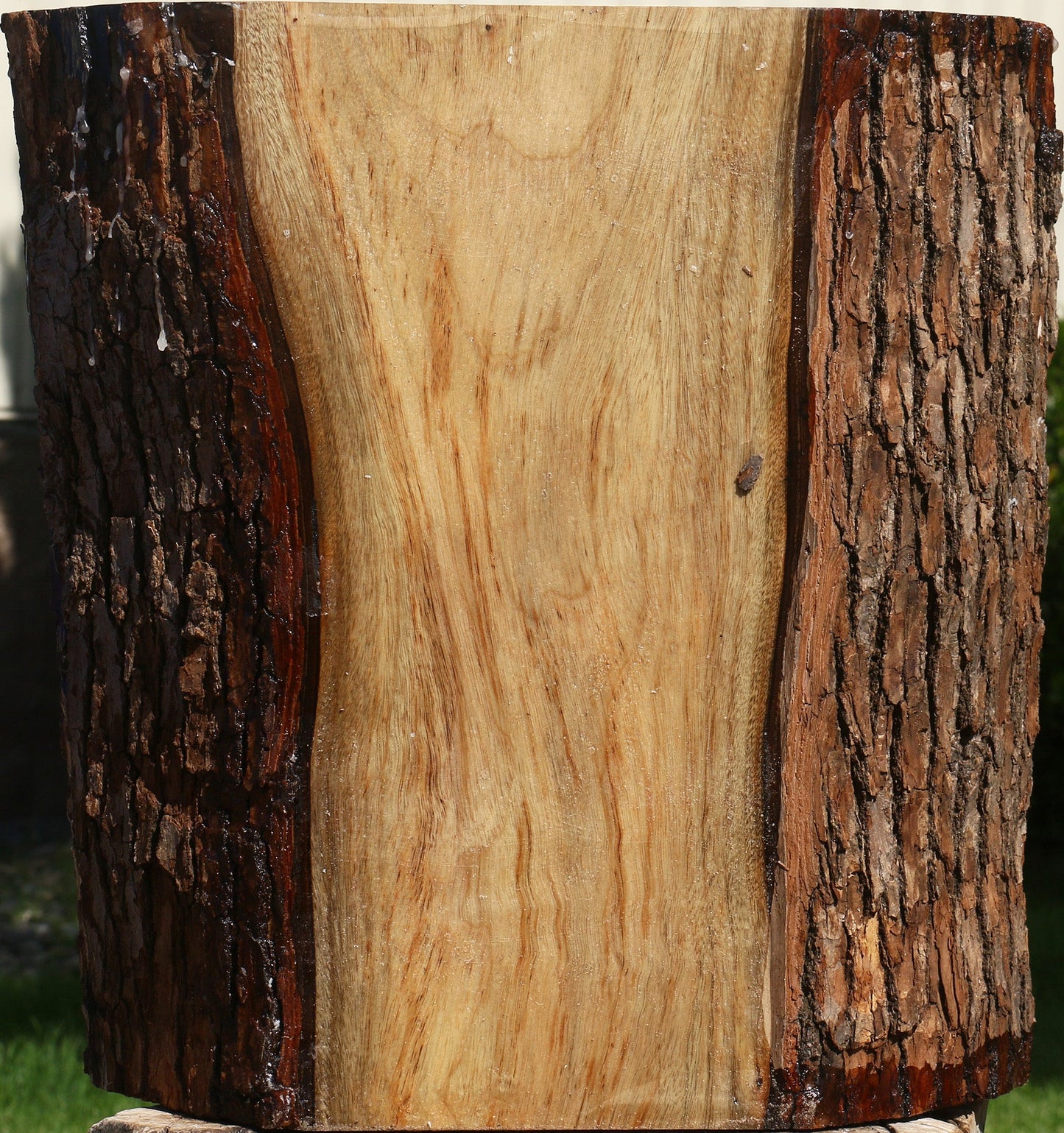 Figured Camphor Live Edge Bowl Blank