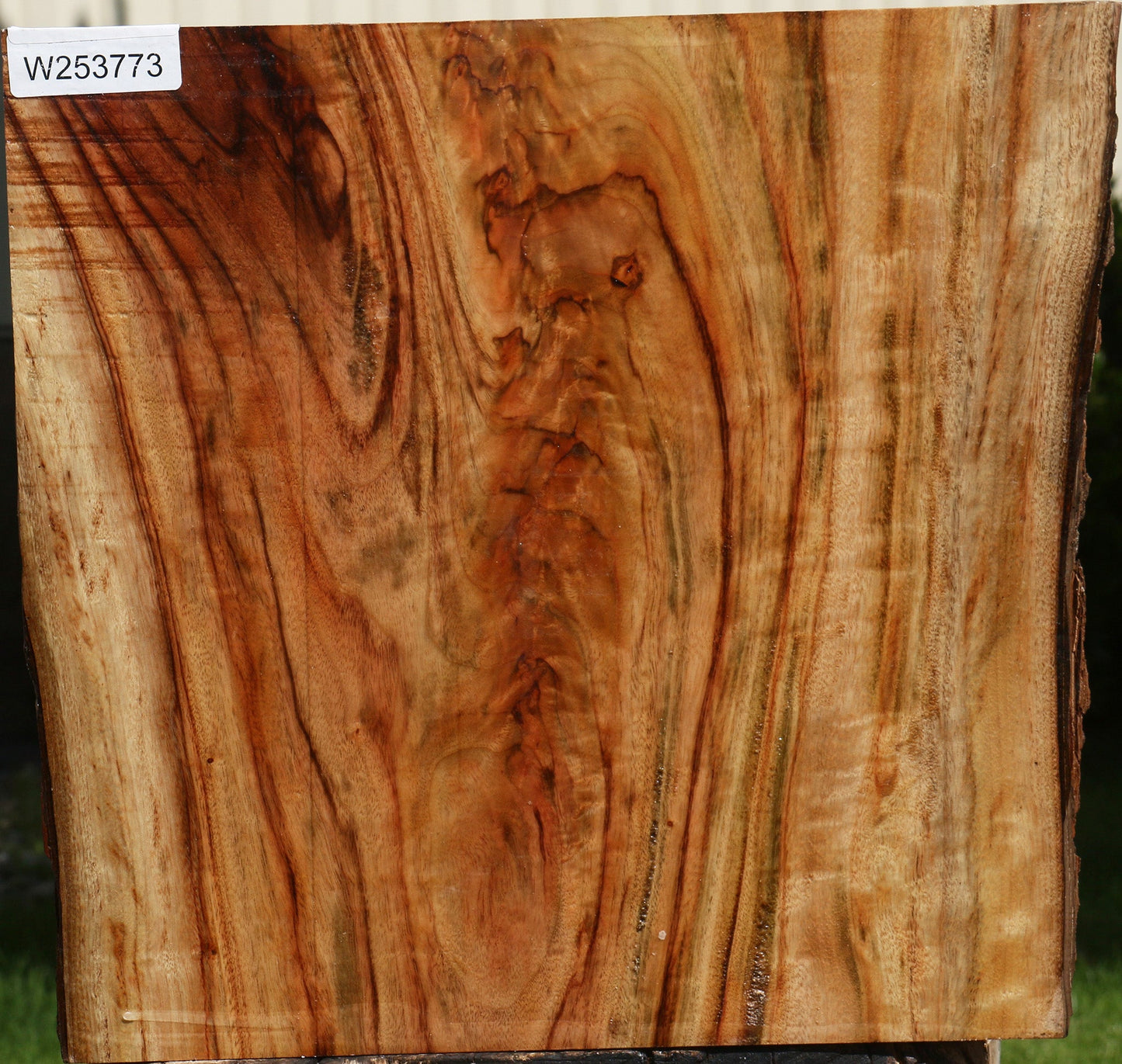 Extra Fancy Camphor Live Edge Bowl Blank