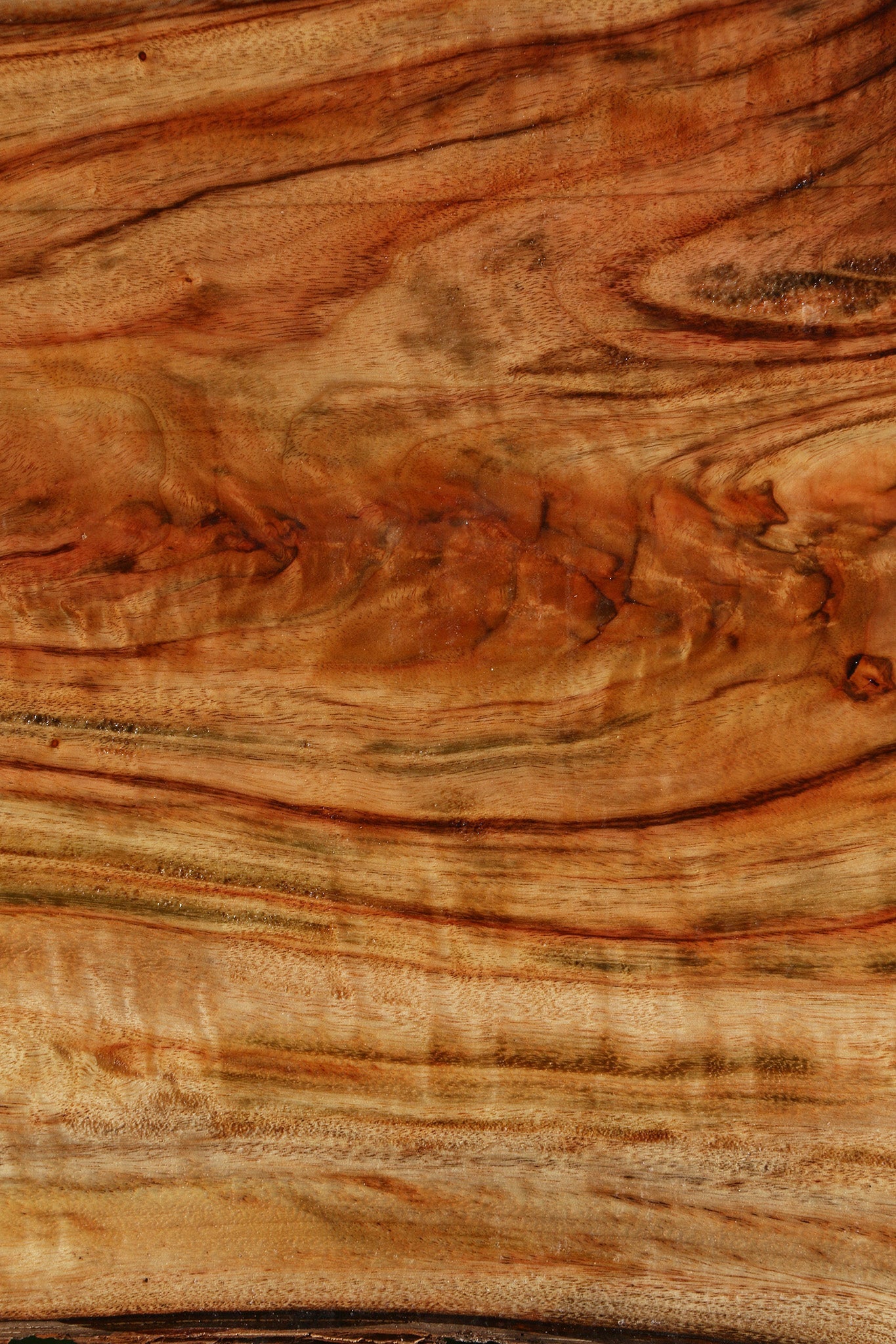 Extra Fancy Camphor Live Edge Bowl Blank