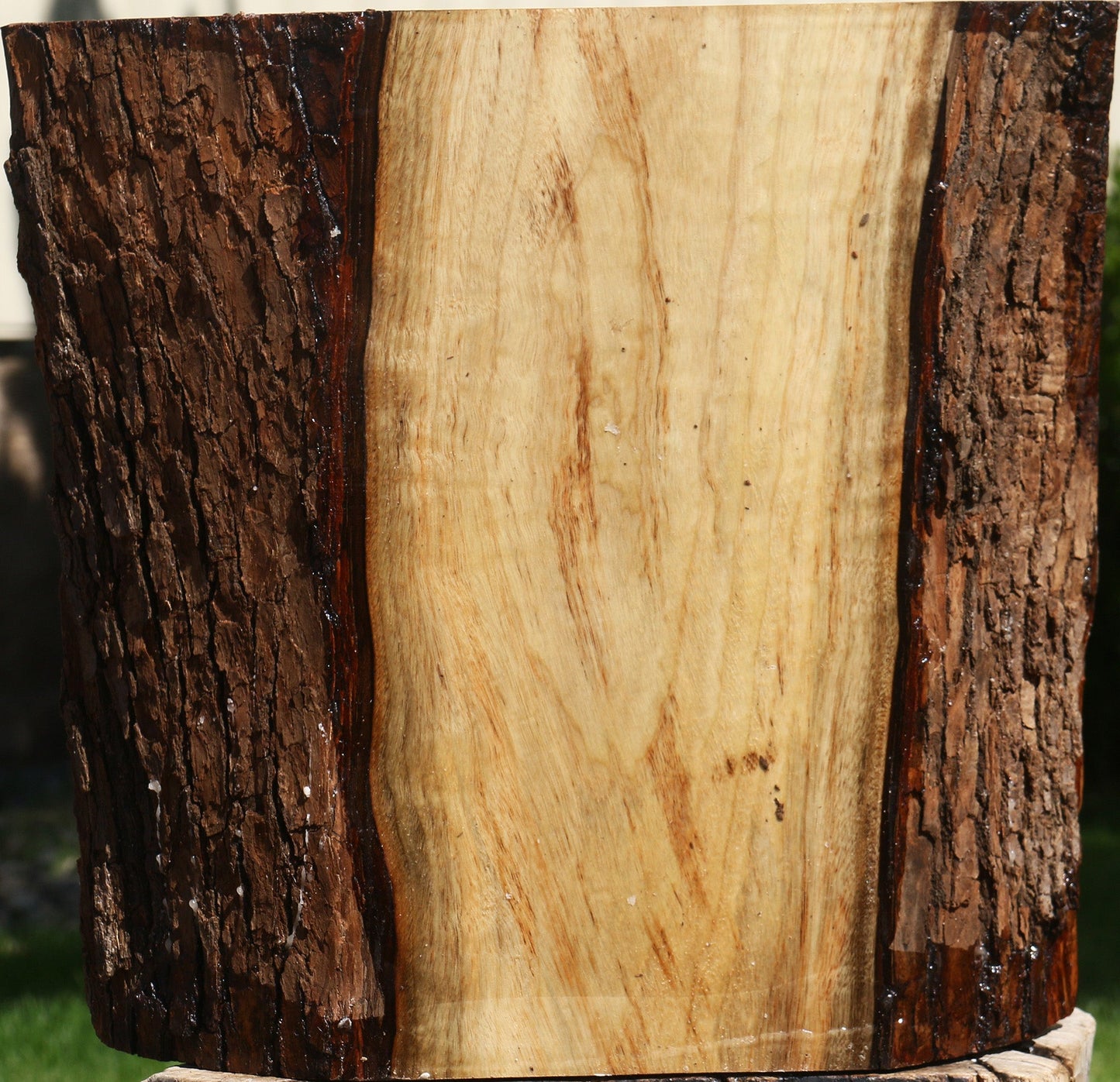 Extra Fancy Camphor Live Edge Bowl Blank