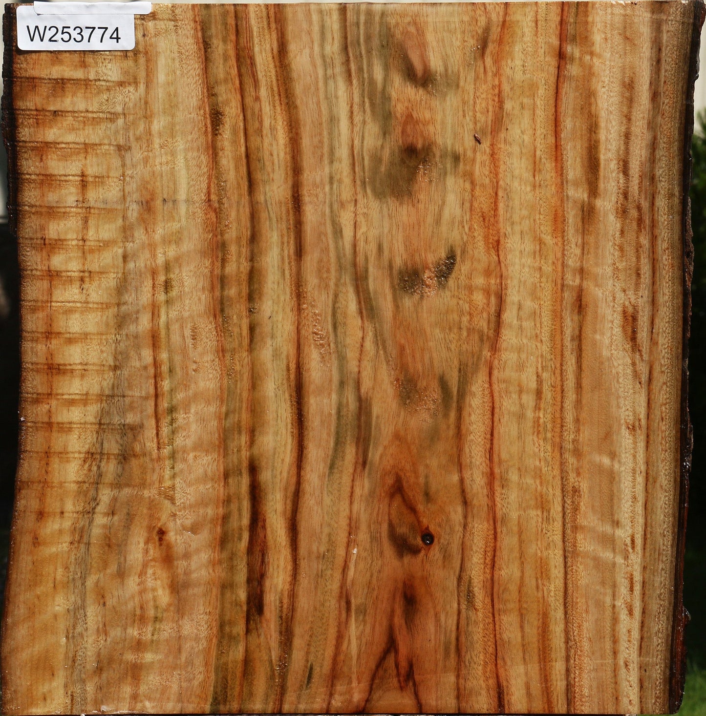 Figured Camphor Live Edge Bowl Blank