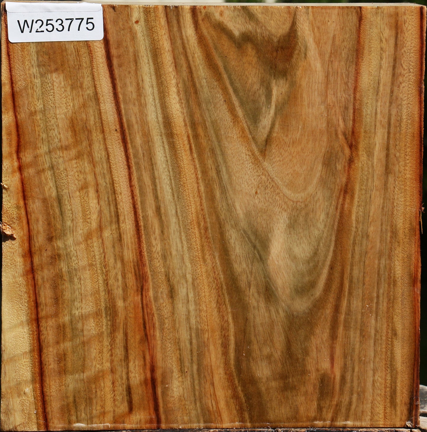 Extra Fancy Camphor Platter Blank