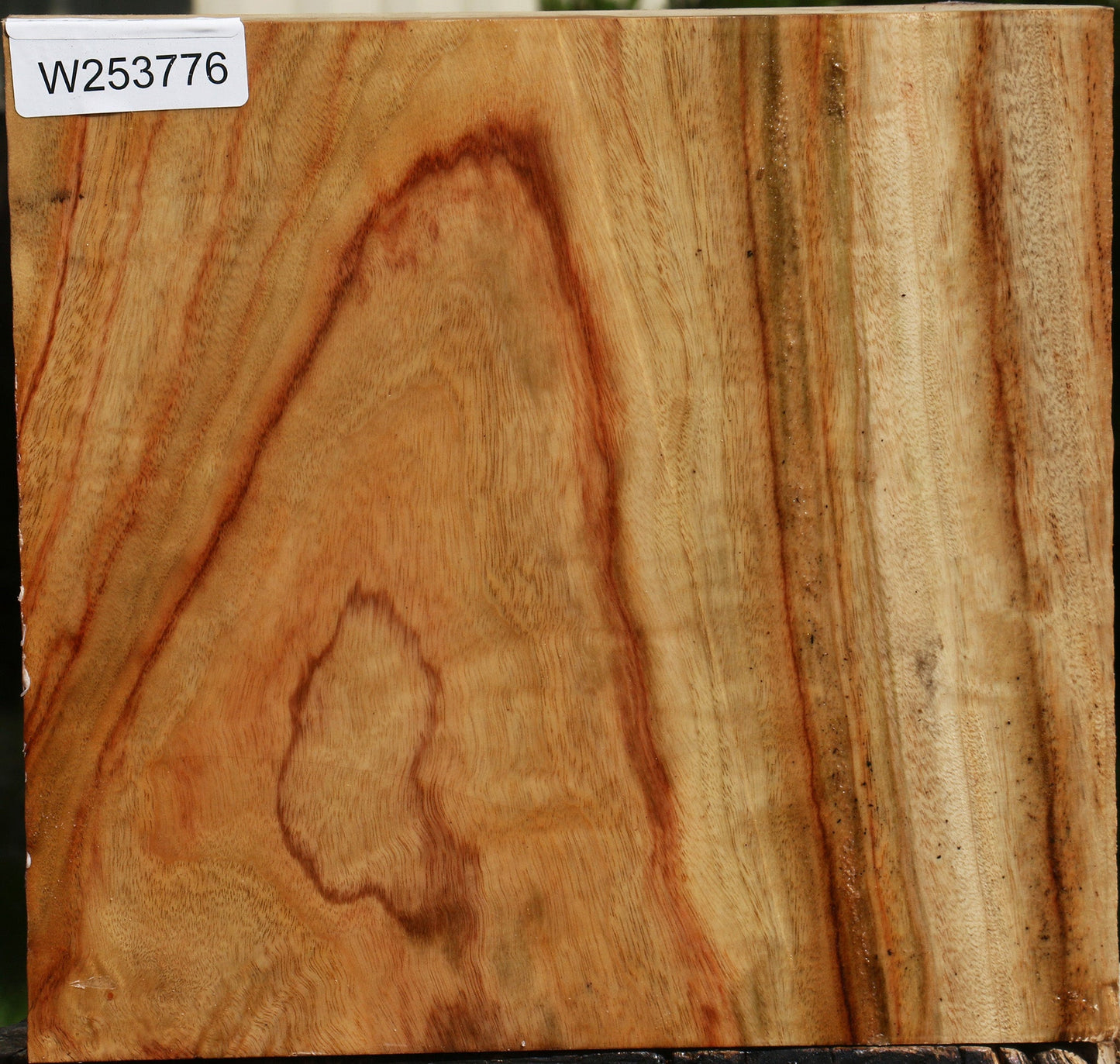 Camphor Live Edge Bowl Blank