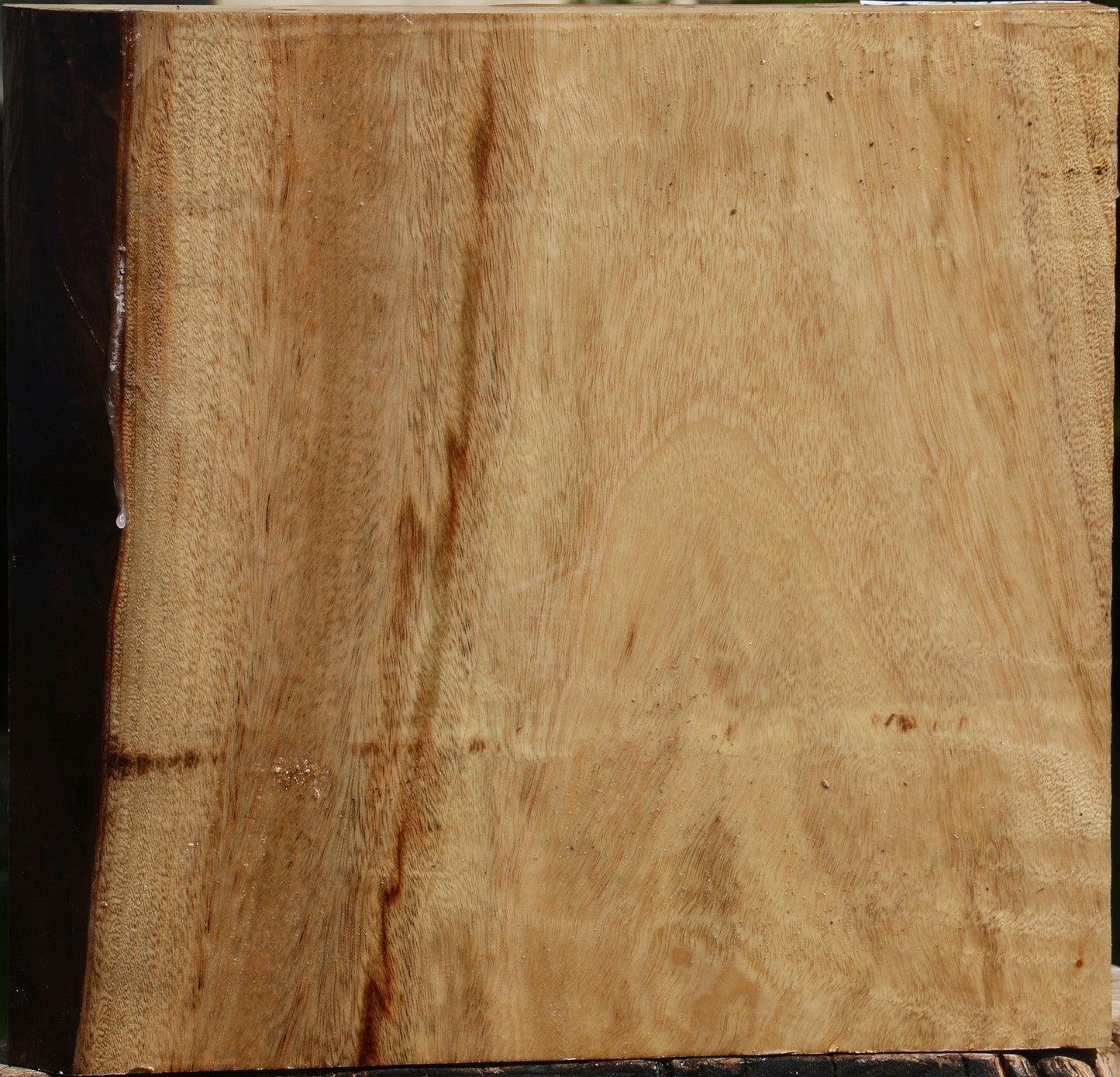 Camphor Live Edge Bowl Blank