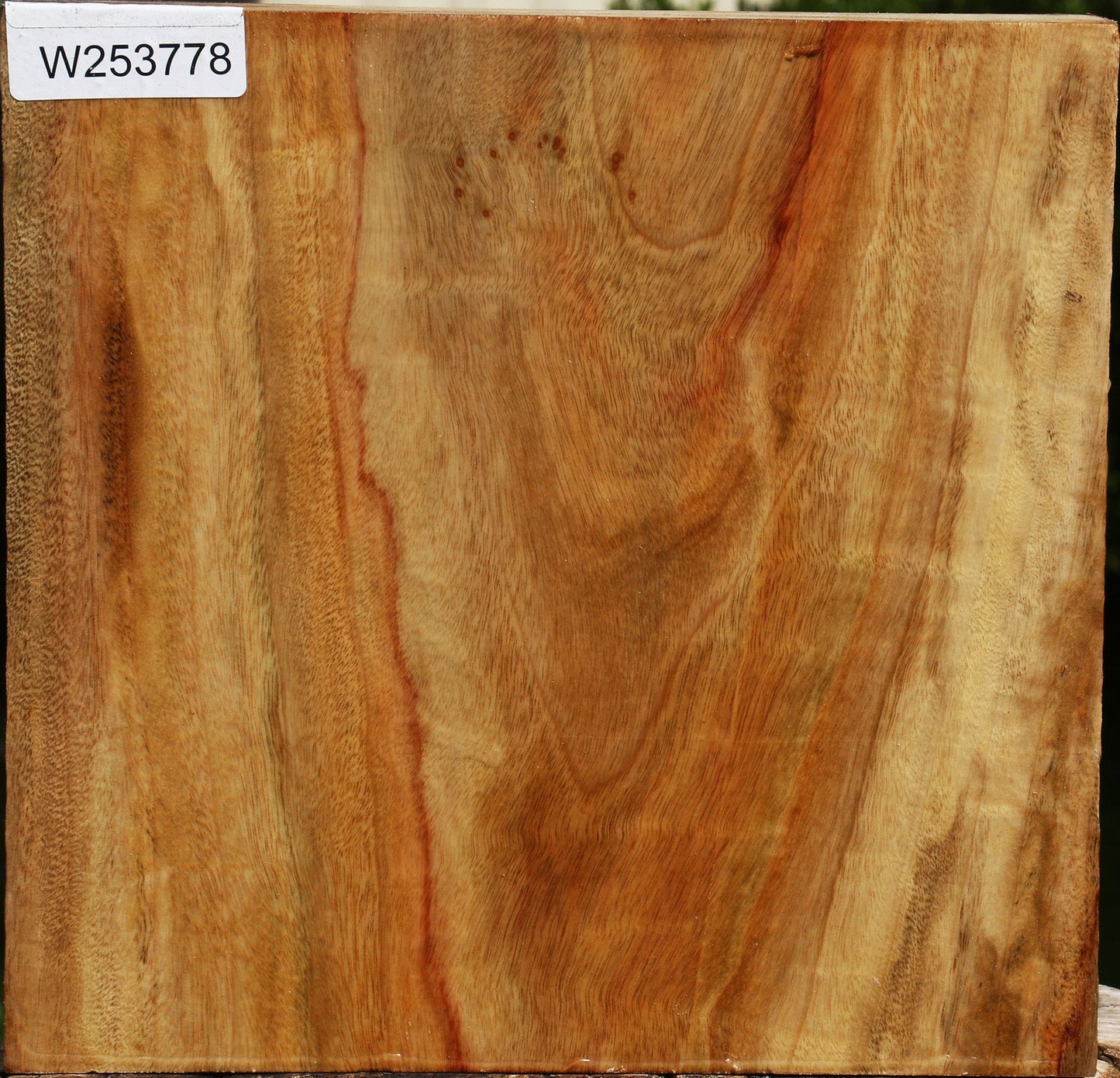 Camphor Platter Blank
