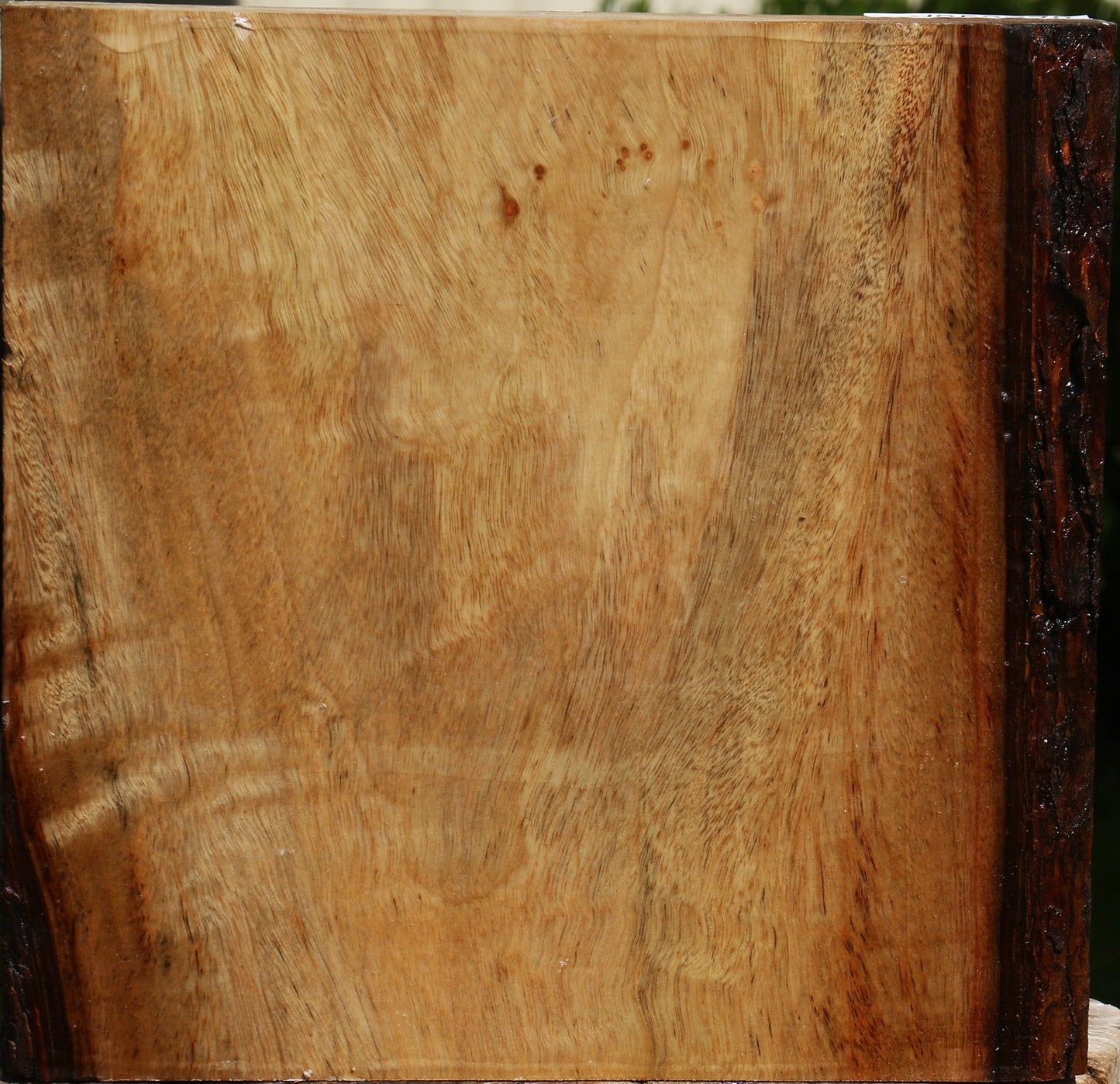 Camphor Platter Blank
