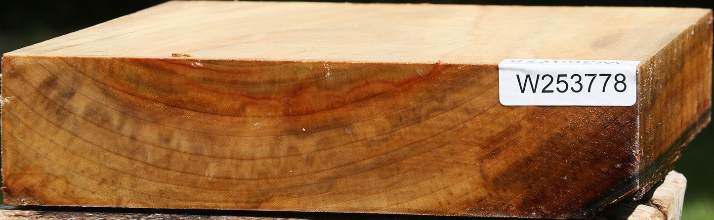 Camphor Platter Blank