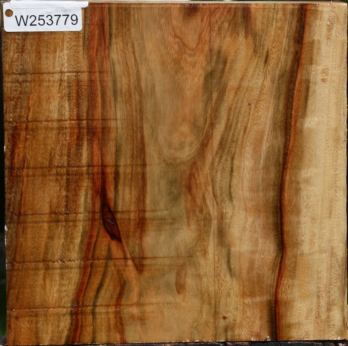 Camphor Live Edge Bowl Blank