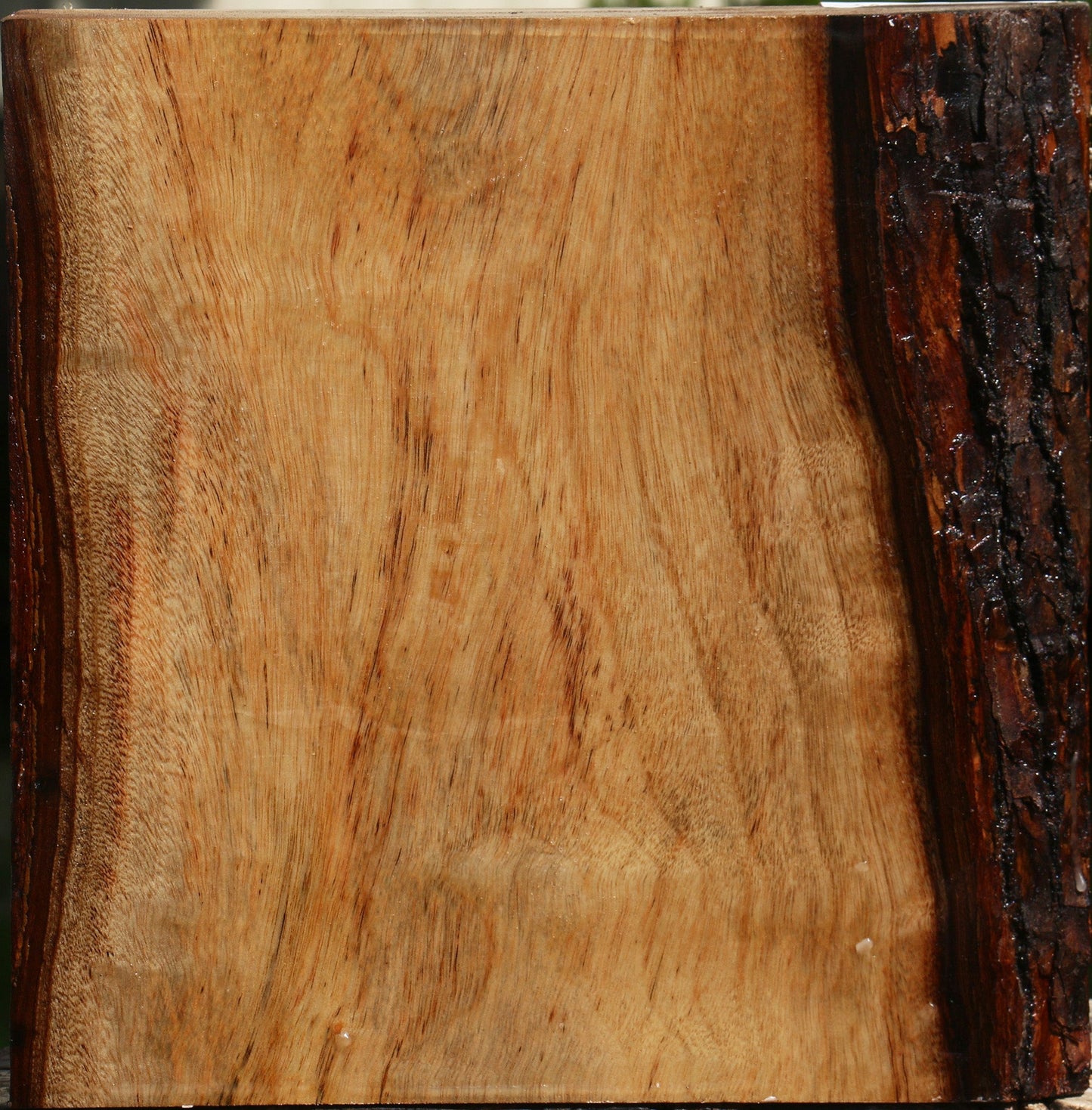 Camphor Live Edge Bowl Blank