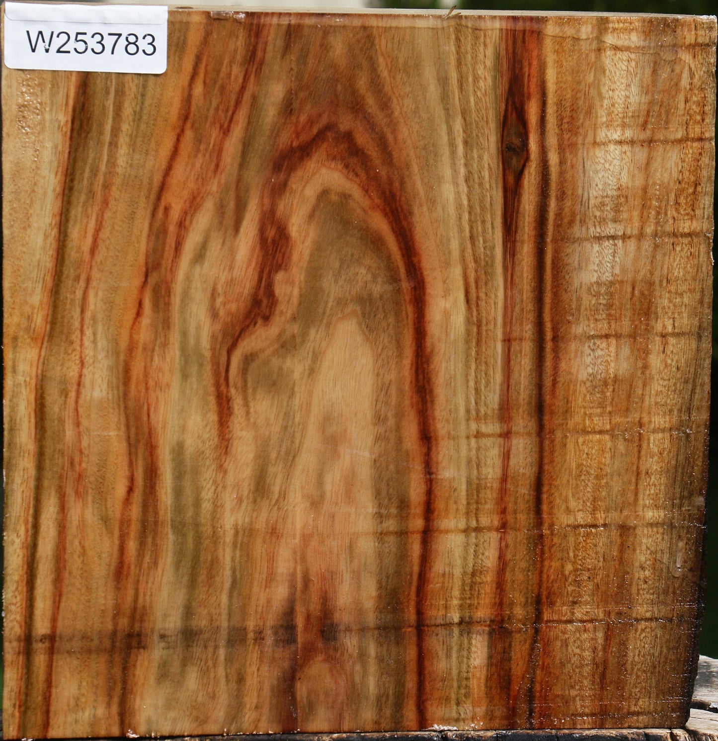 Camphor Live Edge Platter Blank