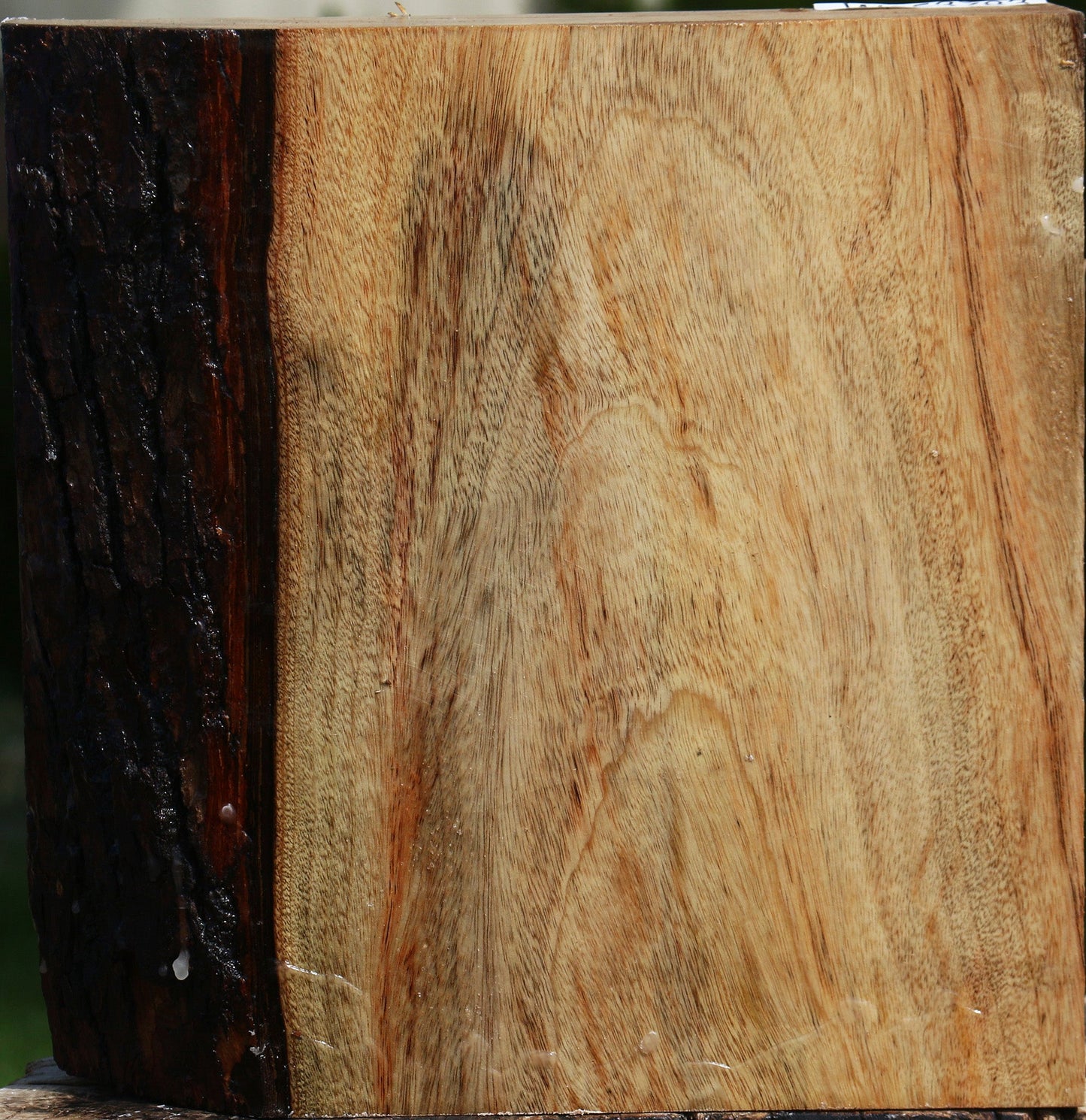 Camphor Live Edge Platter Blank