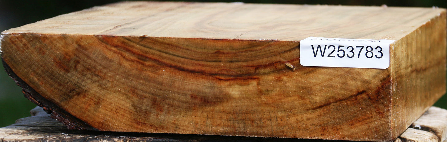 Camphor Live Edge Platter Blank