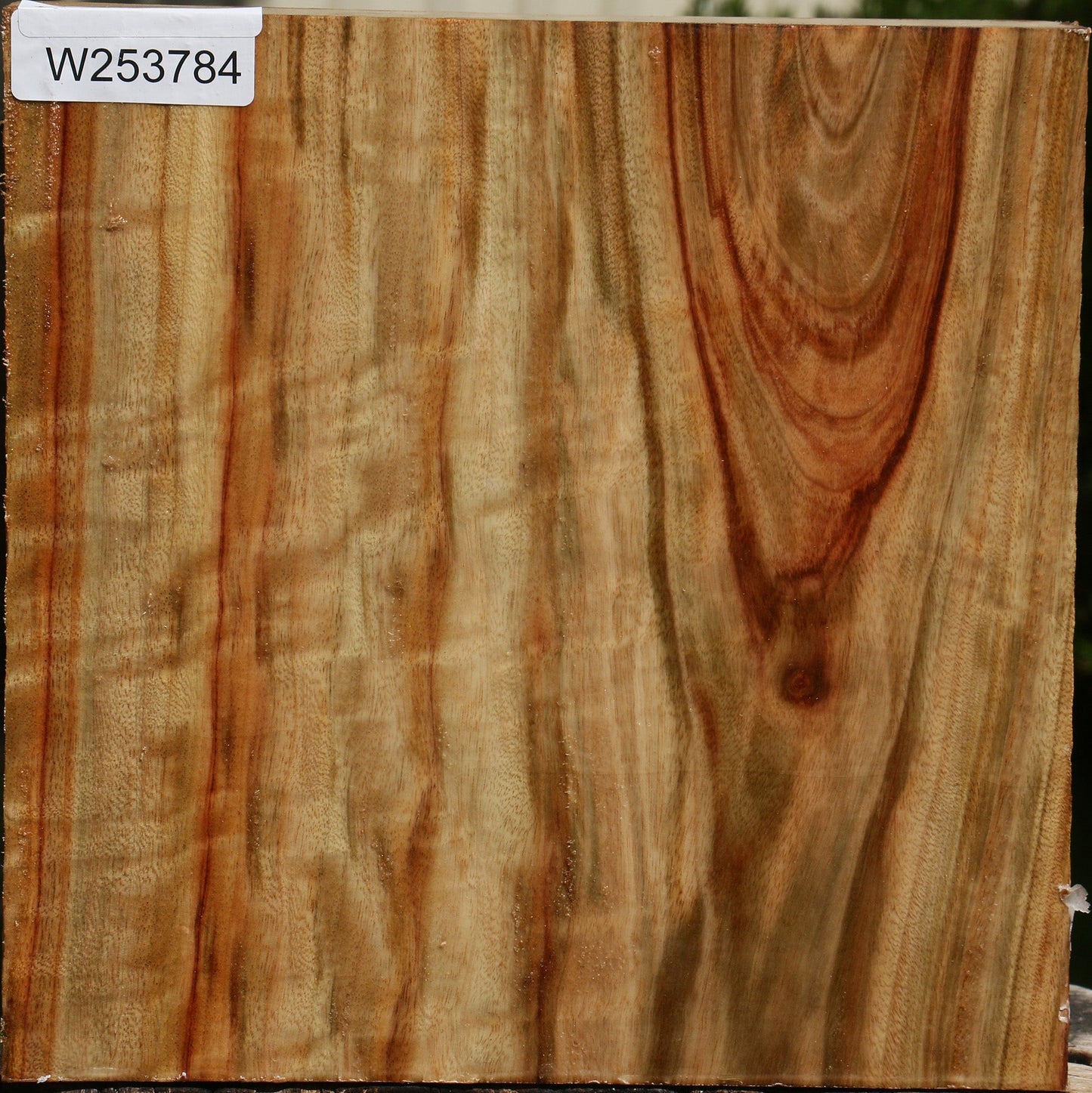 Figured Camphor Bowl Blank