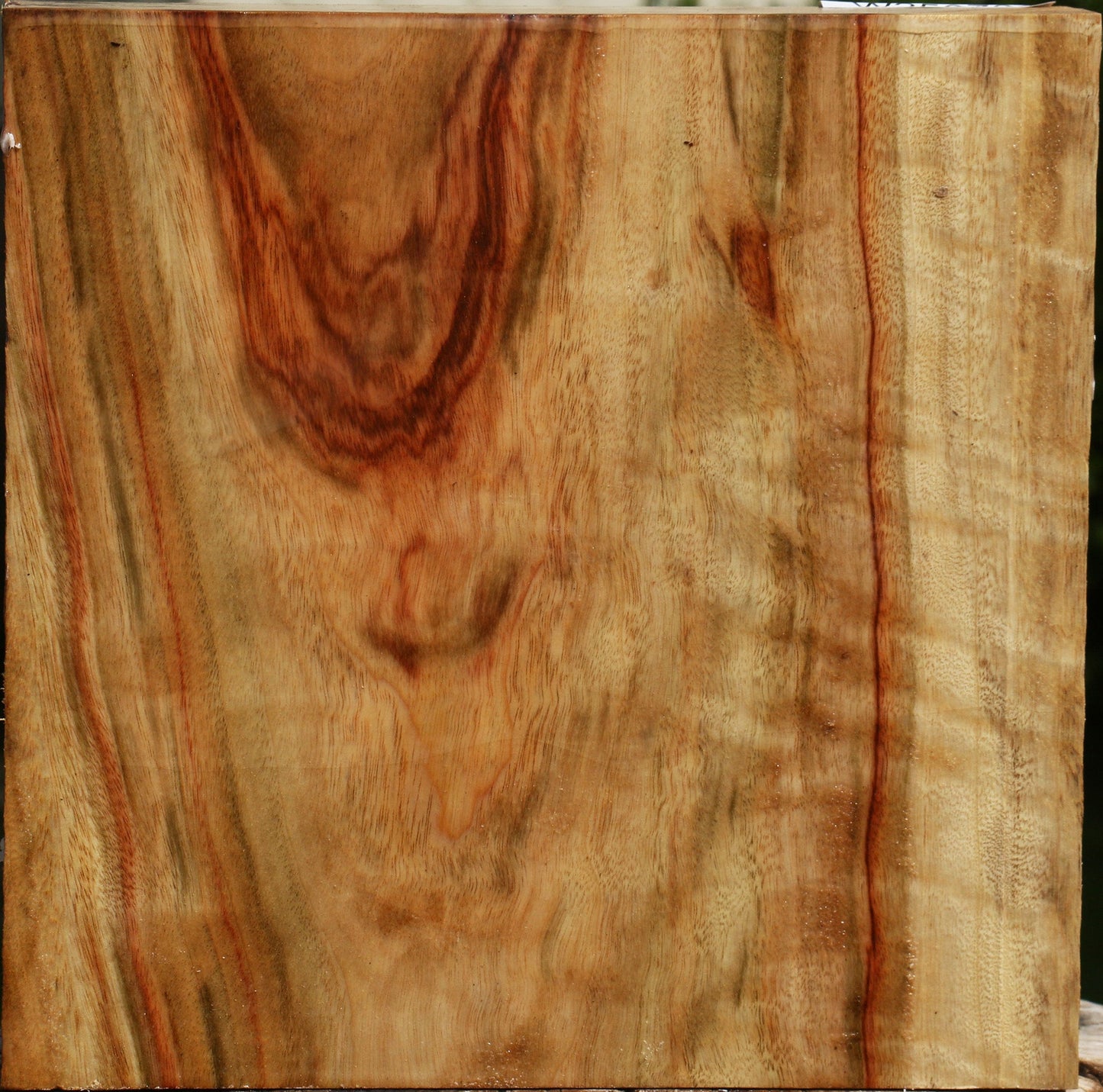 Figured Camphor Bowl Blank