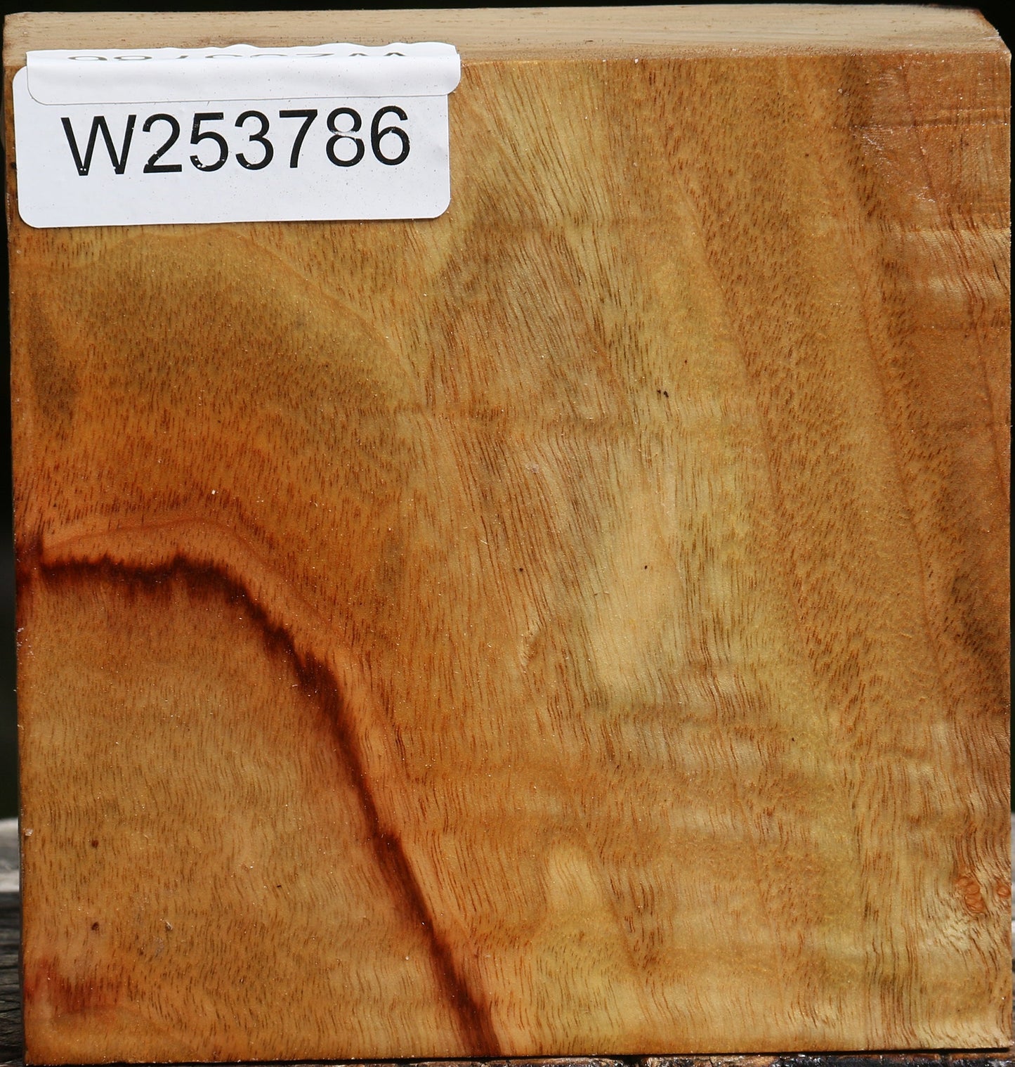 Camphor Platter Blank
