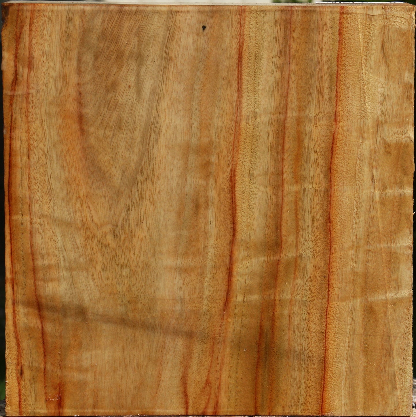Figured Camphor Platter Blank