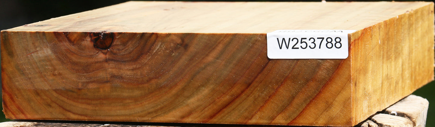 Figured Camphor Platter Blank