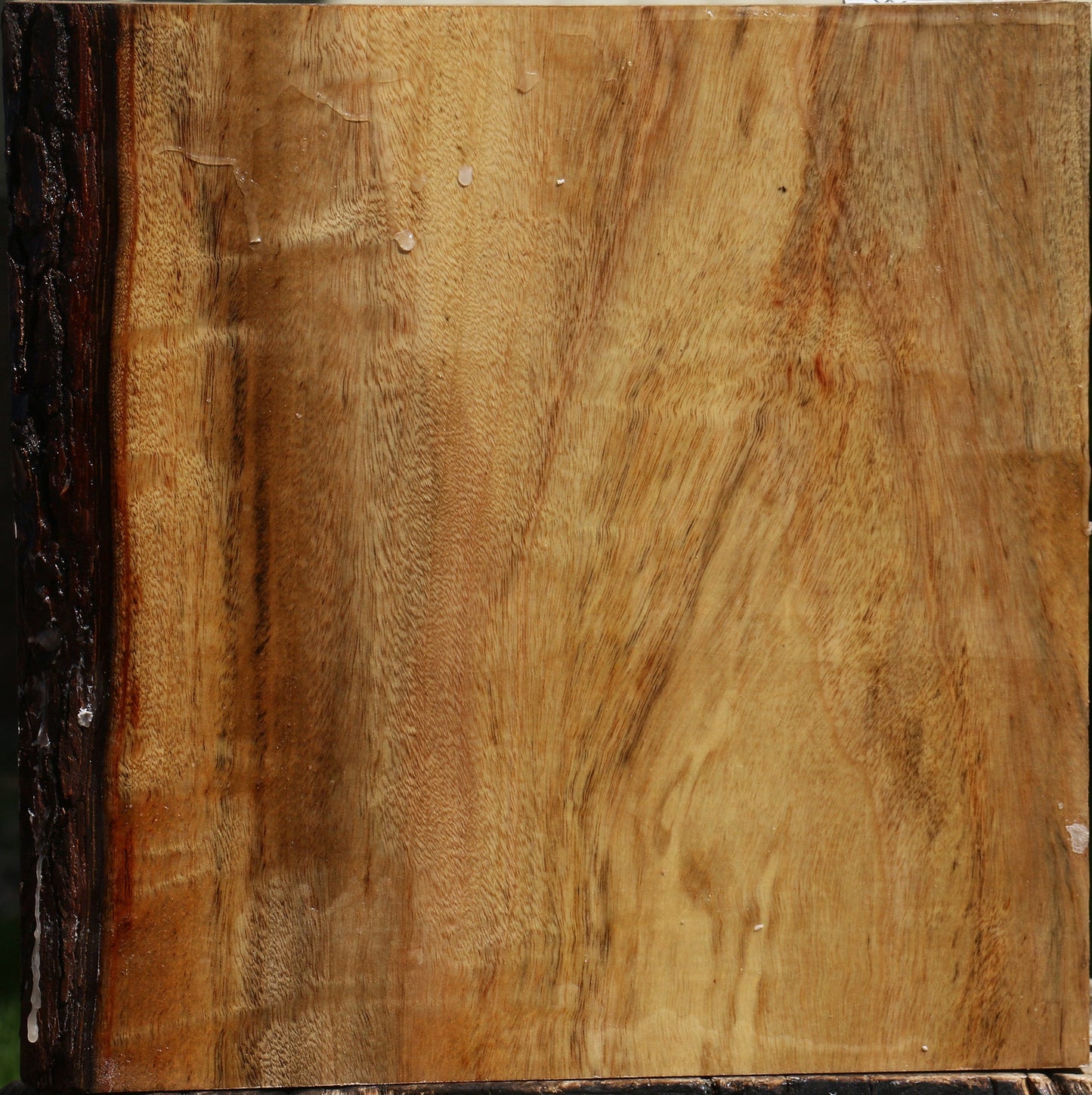 Figured Camphor Bowl Blank
