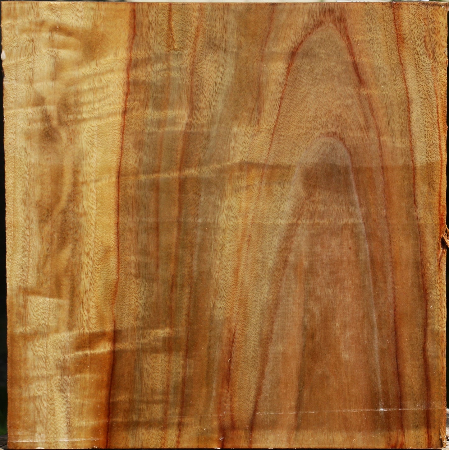 Figured Camphor Bowl Blank