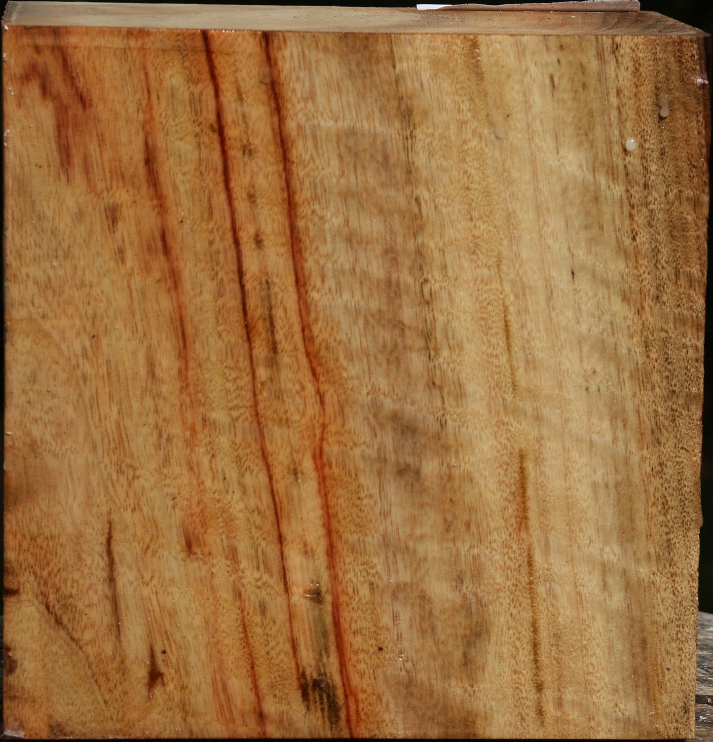 Figured Camphor Bowl Blank