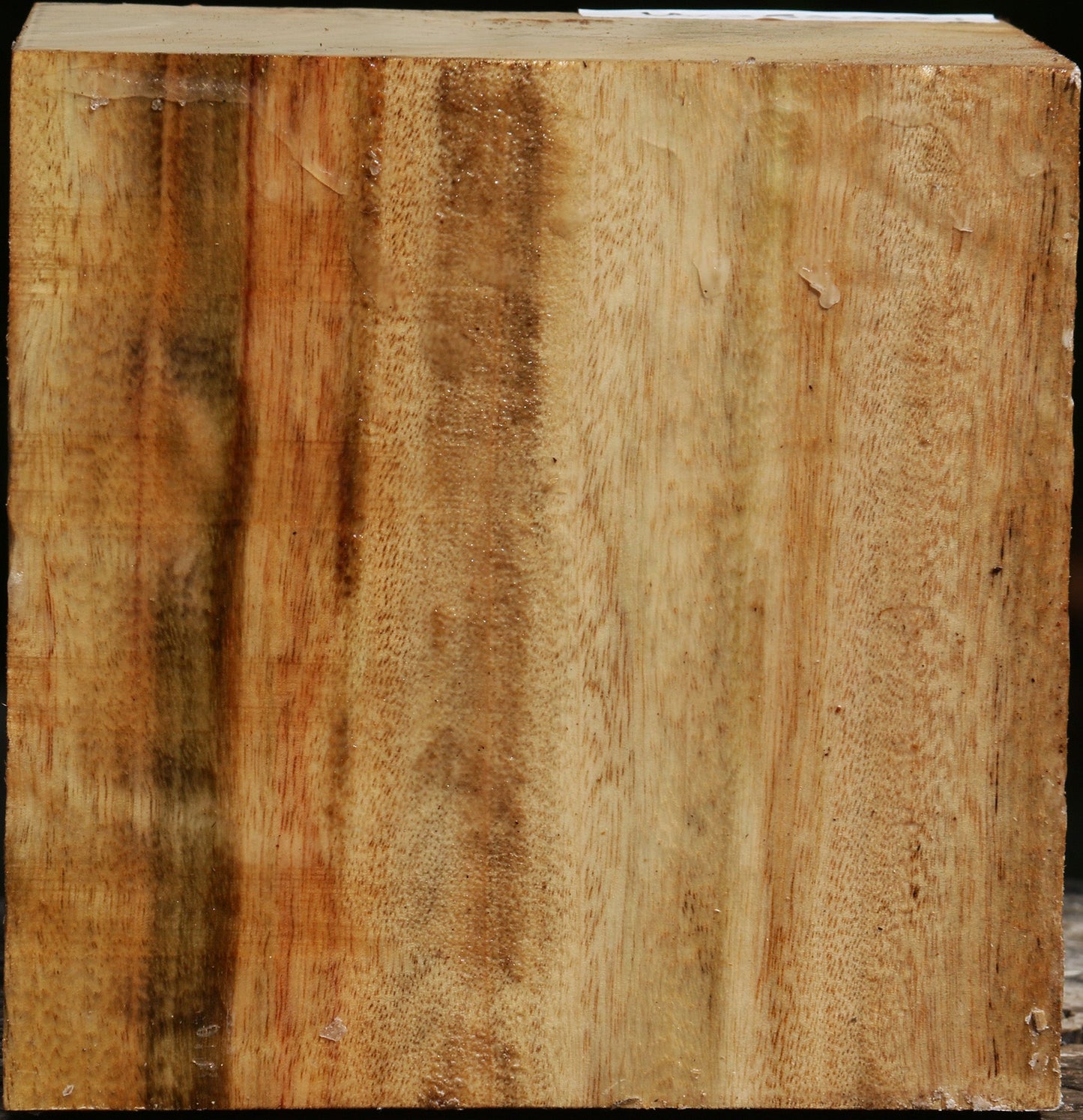 Extra Fancy Camphor Bowl Blank