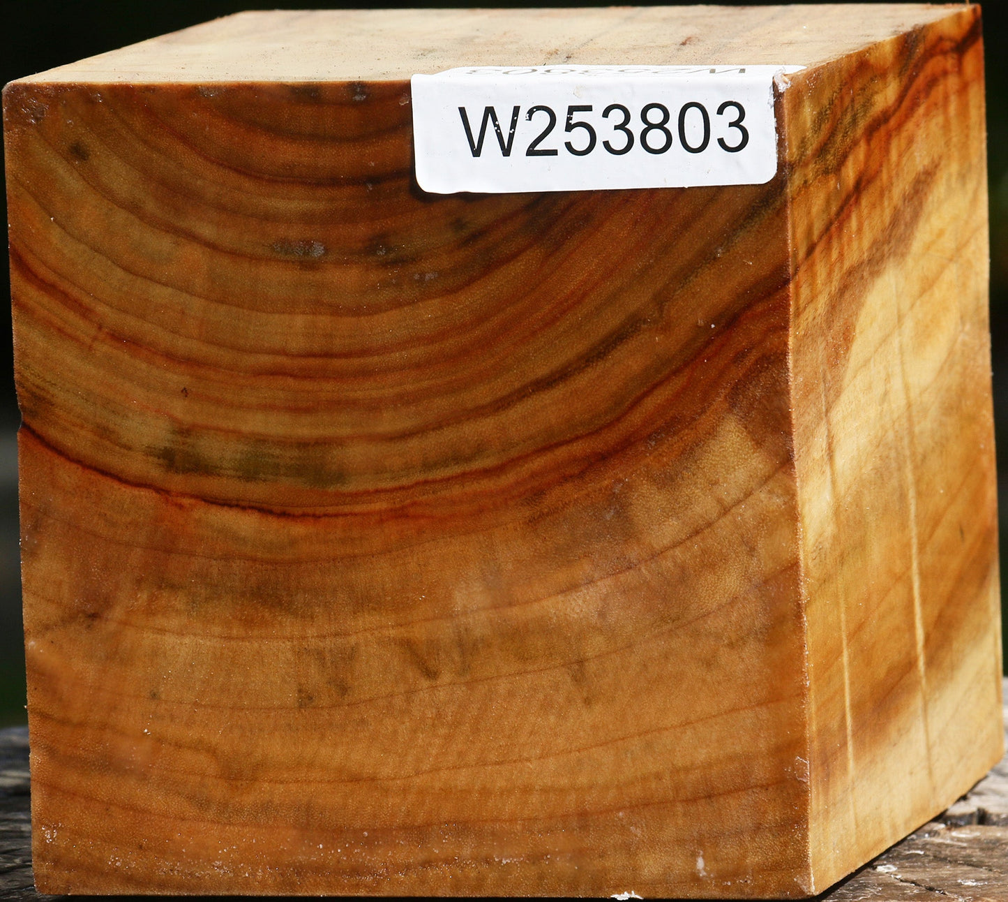 Figured Camphor Bowl Blank