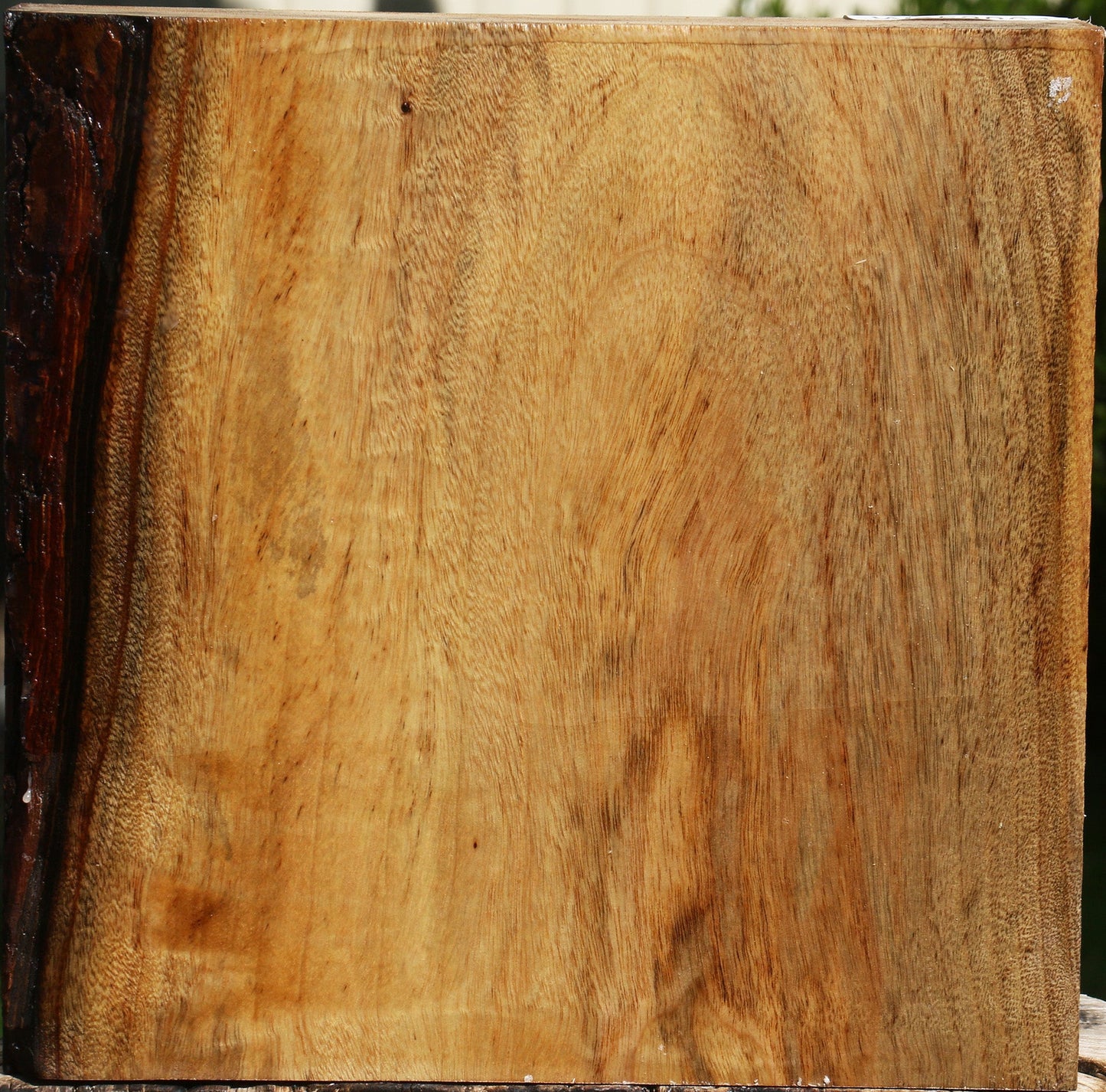 Camphor Bowl Blank