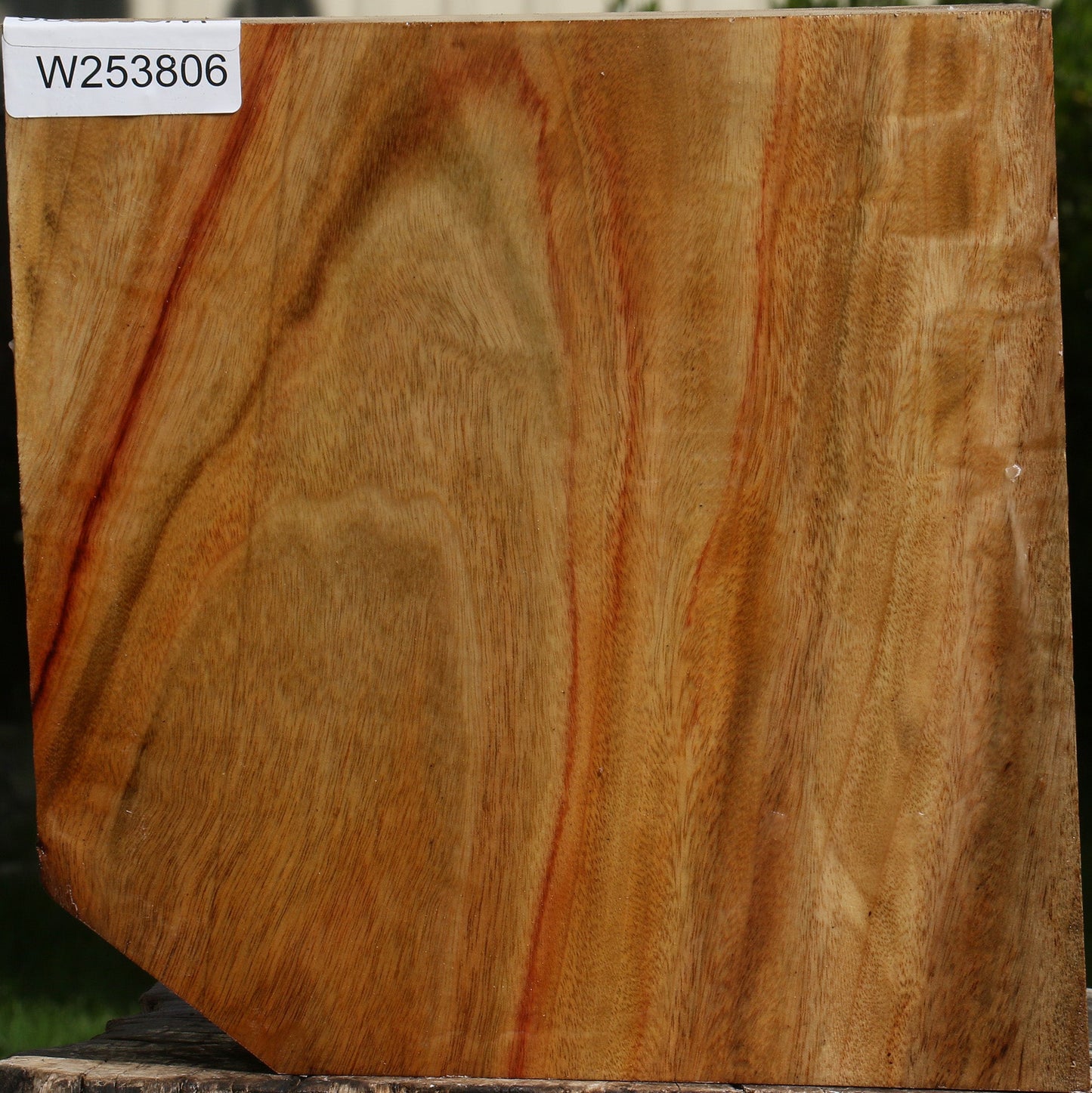 Camphor Platter Blank