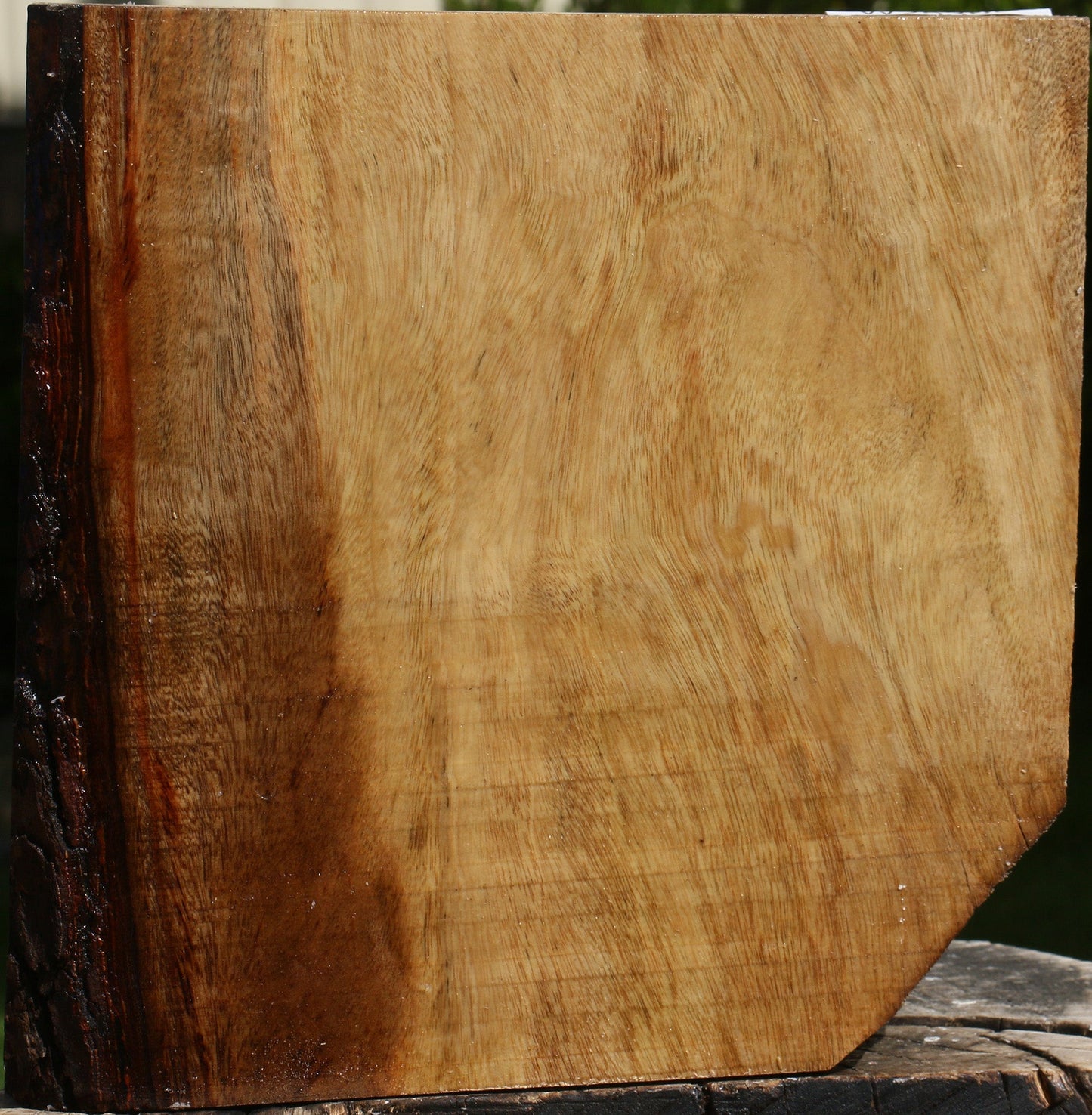 Camphor Platter Blank