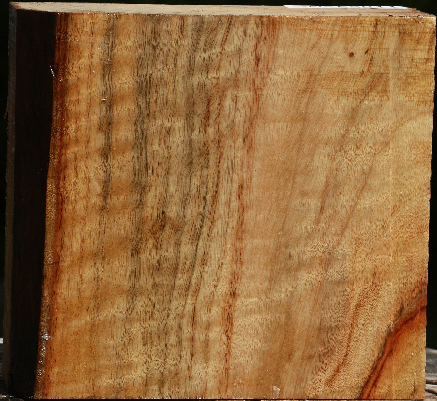 Extra Fancy Camphor Bowl Blank