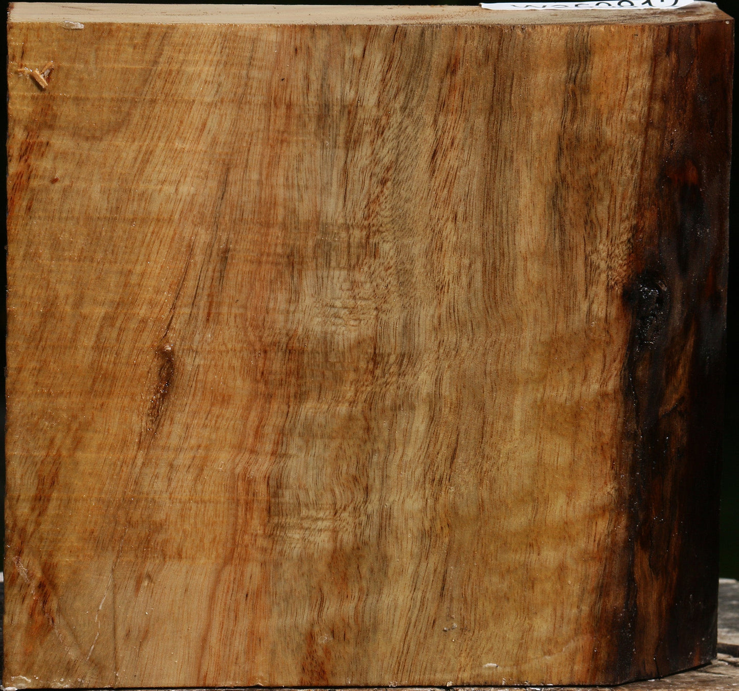 Extra Fancy Camphor Bowl Blank