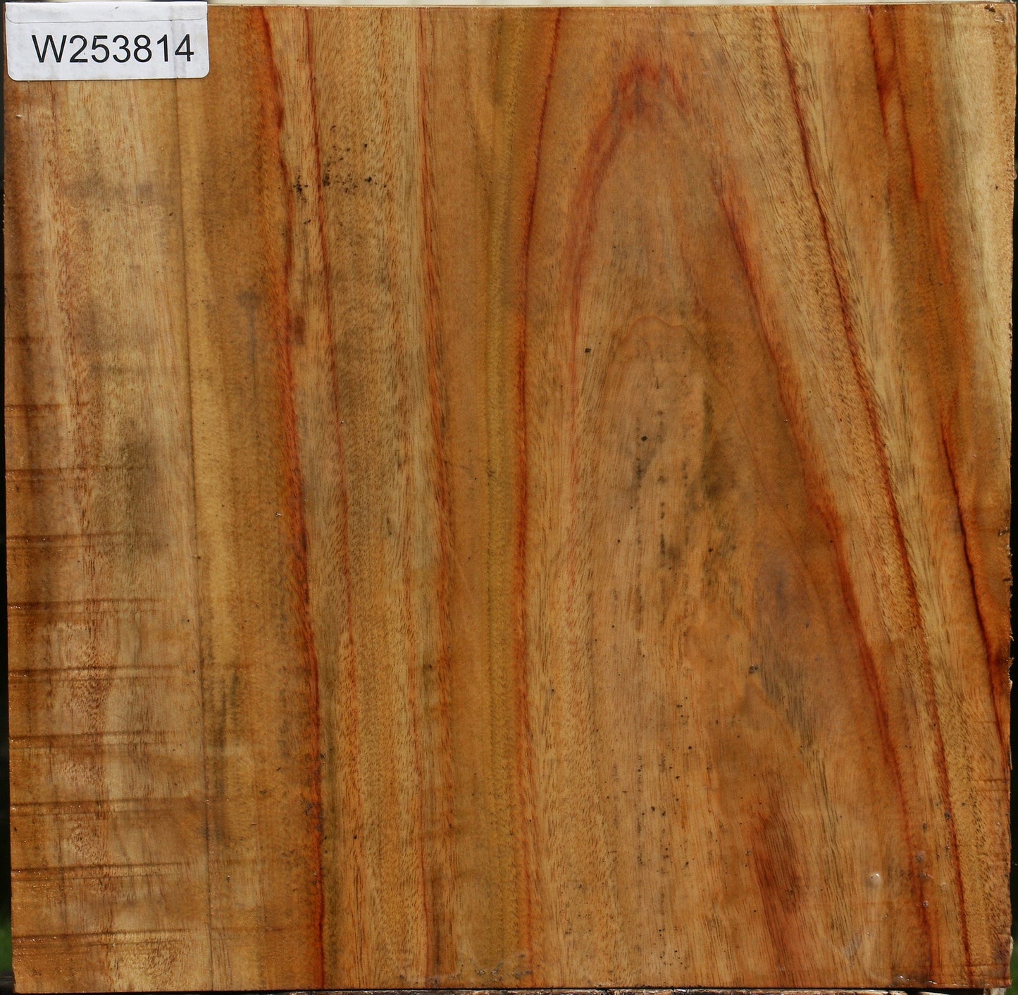 Camphor Bowl Blank