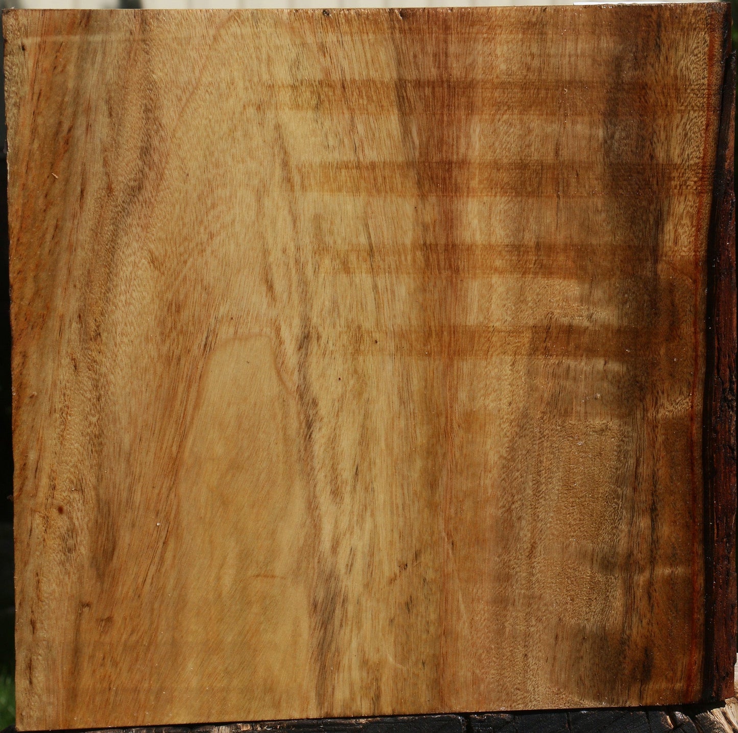 Camphor Bowl Blank