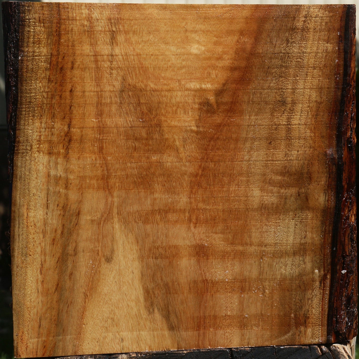 Figured Camphor Platter Blank