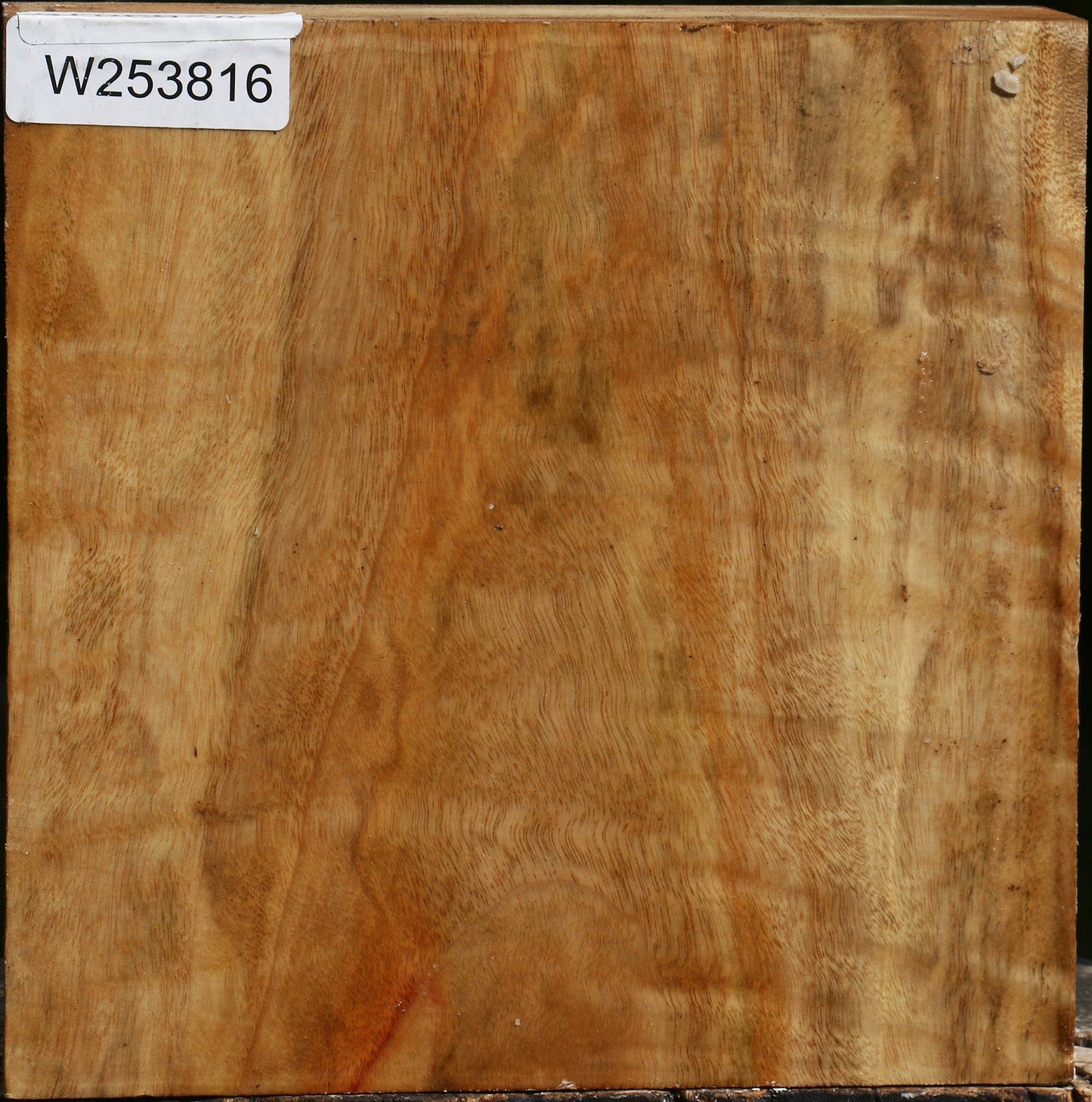 Figured Camphor Bowl Blank