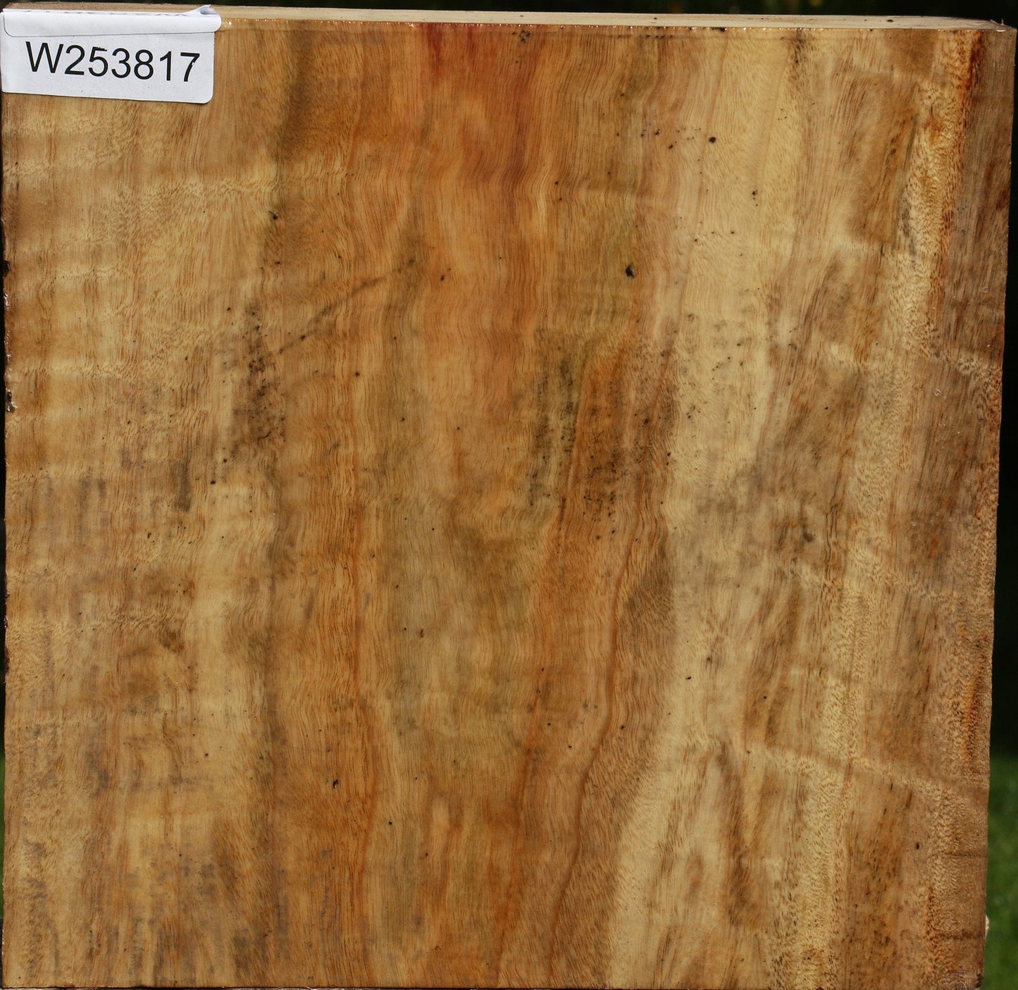 Figured Camphor Live Edge Bowl Blank