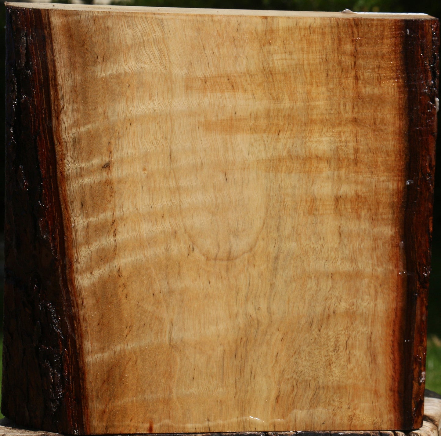 Figured Camphor Live Edge Bowl Blank