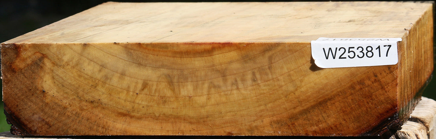 Figured Camphor Live Edge Bowl Blank