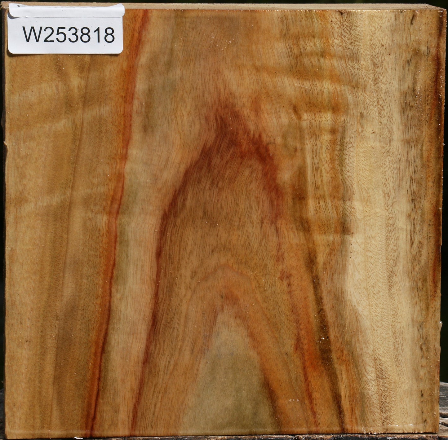 Figured Camphor Bowl Blank