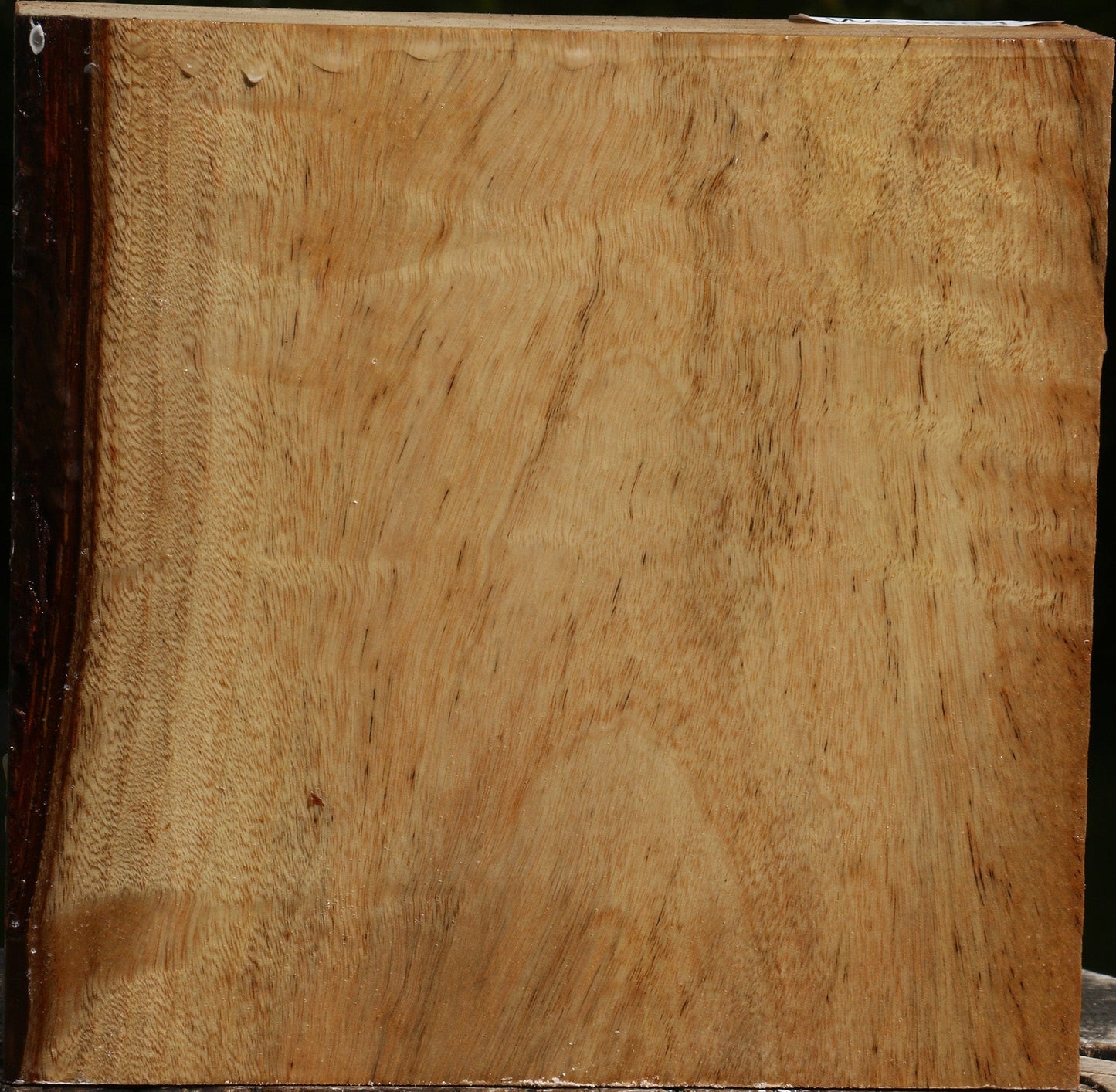 Figured Camphor Bowl Blank
