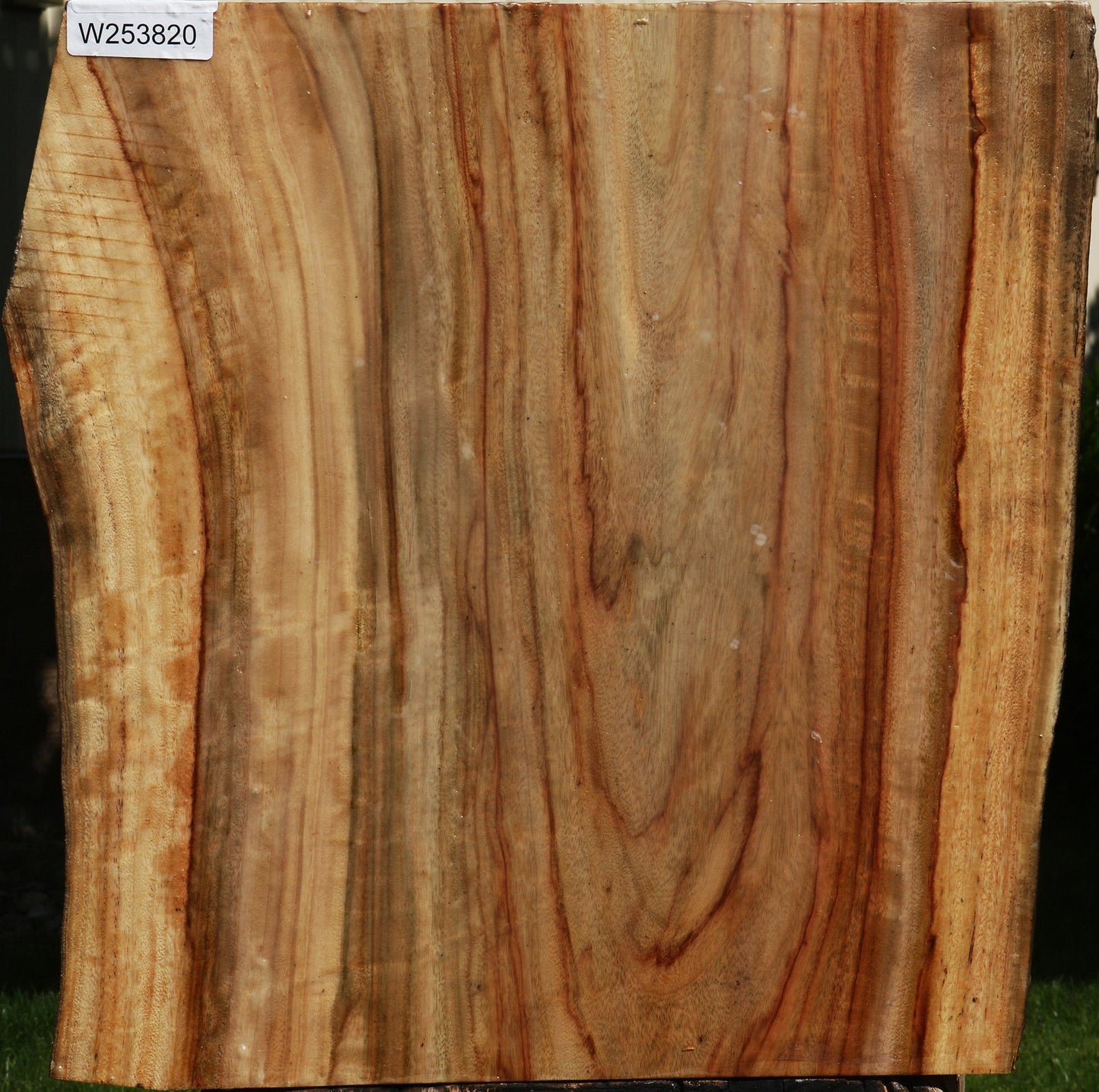 Figured Camphor Live Edge Bowl Blank