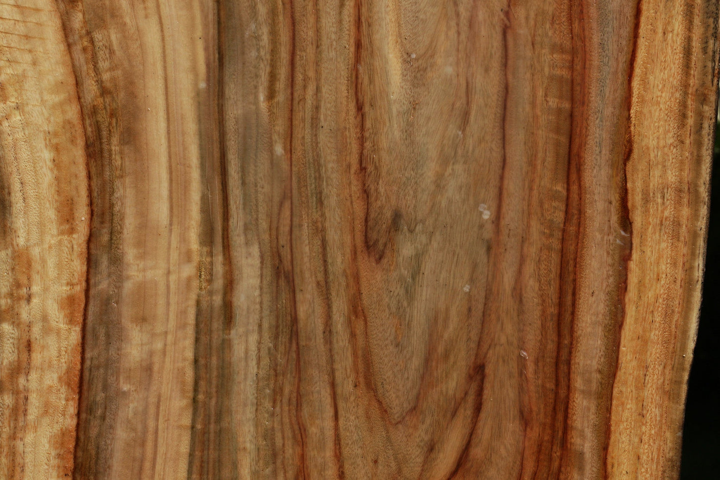 Figured Camphor Live Edge Bowl Blank