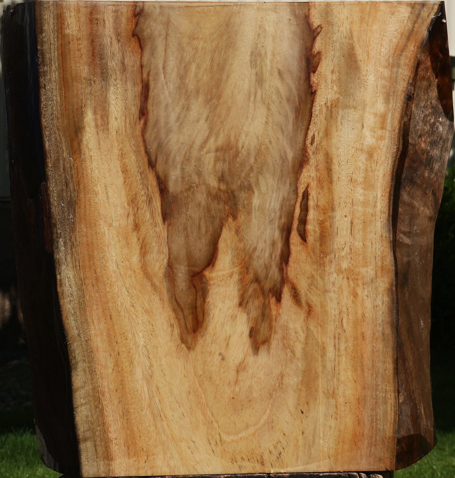 Figured Camphor Live Edge Bowl Blank