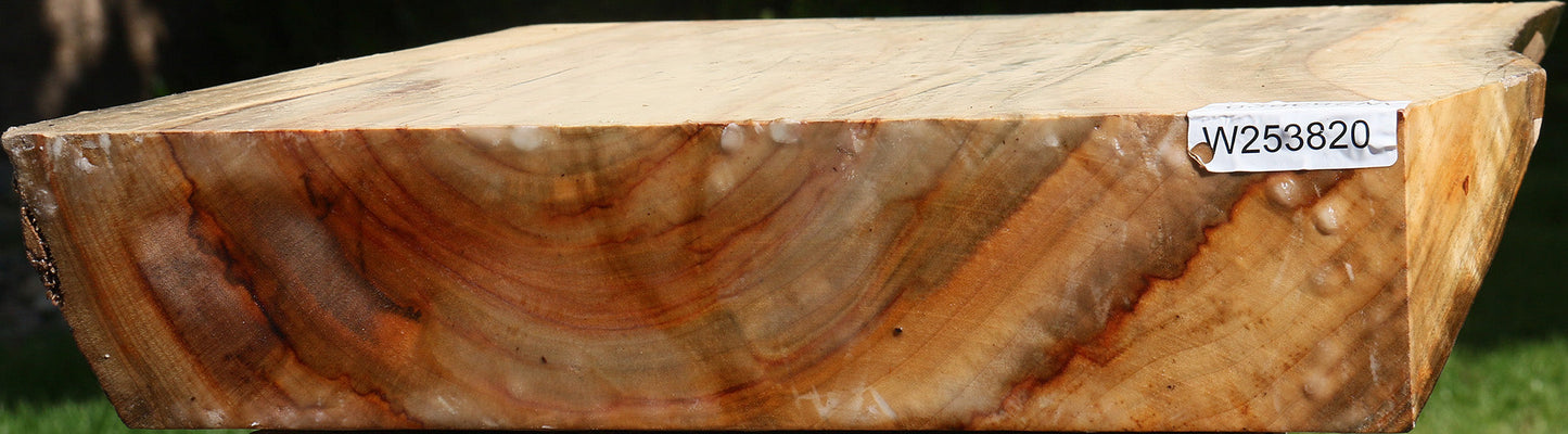 Figured Camphor Live Edge Bowl Blank