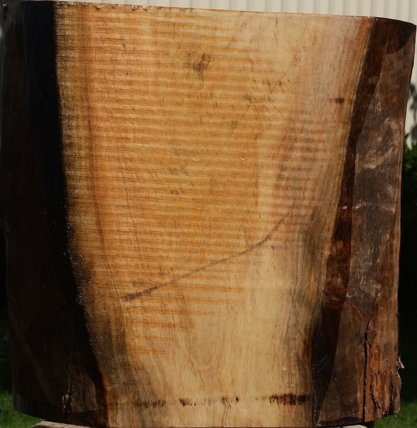 Figured Camphor Live Edge Bowl Blank