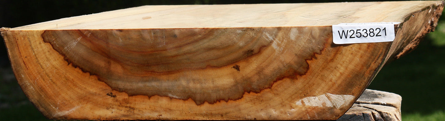 Figured Camphor Live Edge Bowl Blank