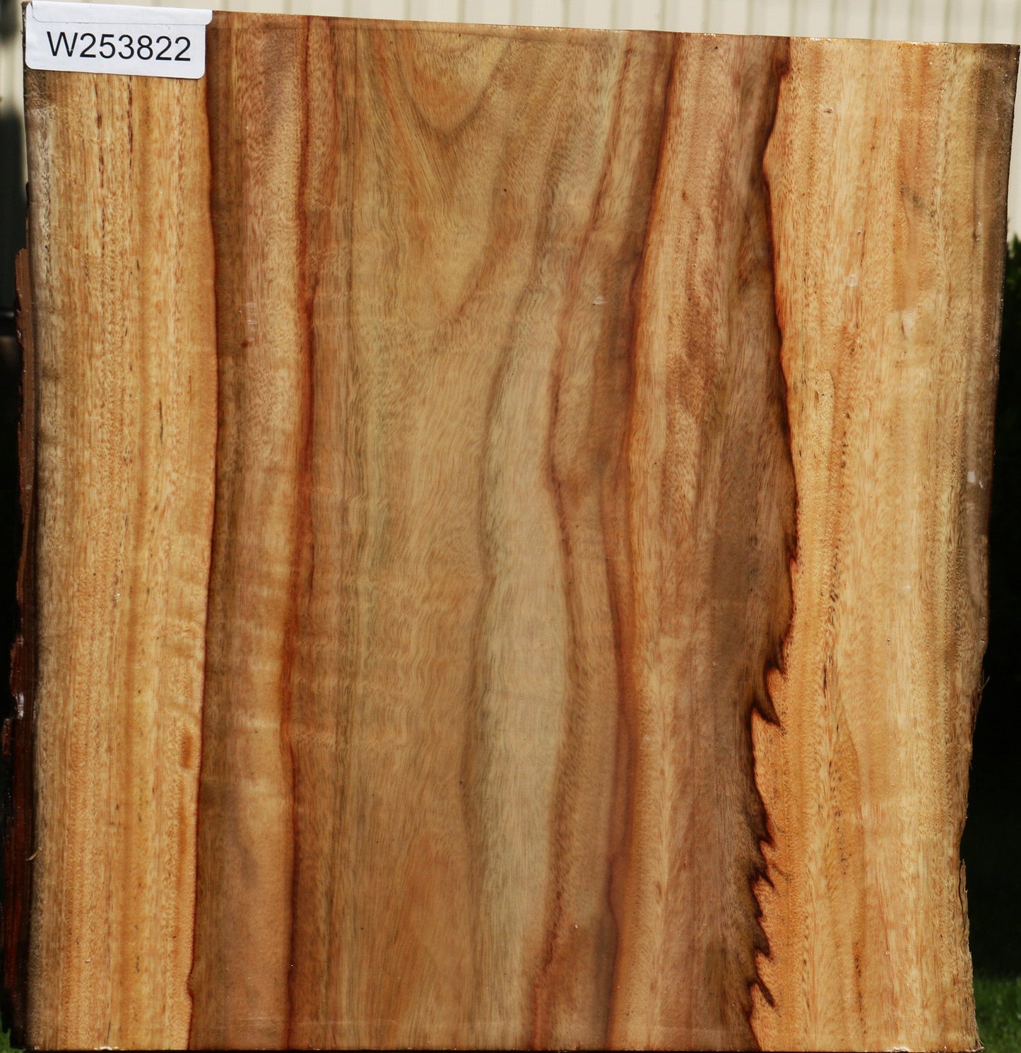 Camphor Live Edge Bowl Blank