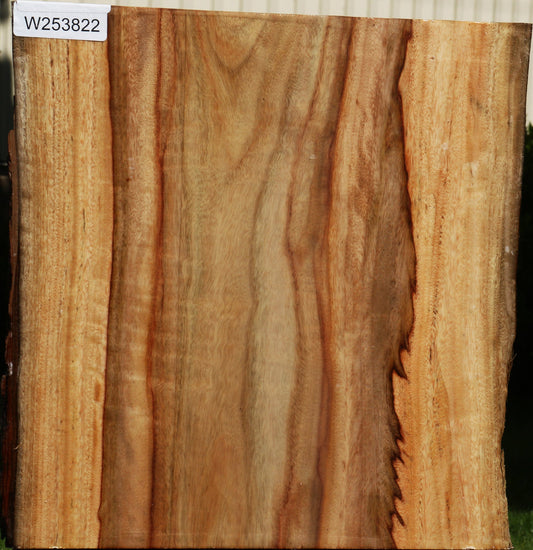 Camphor Live Edge Bowl Blank
